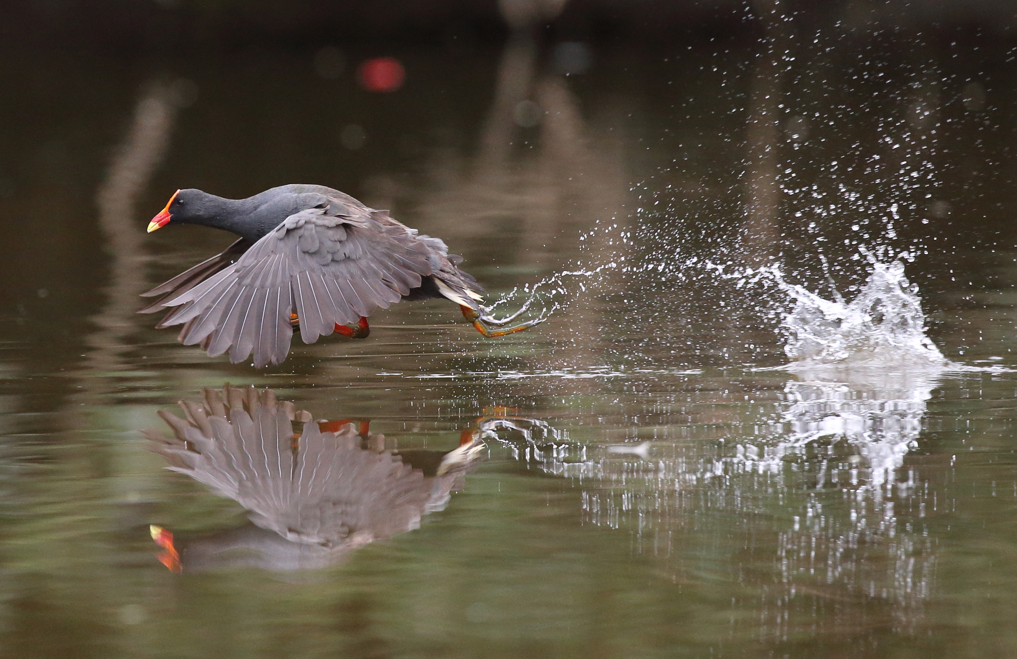 Canon EOS-1D X + Canon EF 200-400mm F4L IS USM Extender 1.4x sample photo. At speed photography