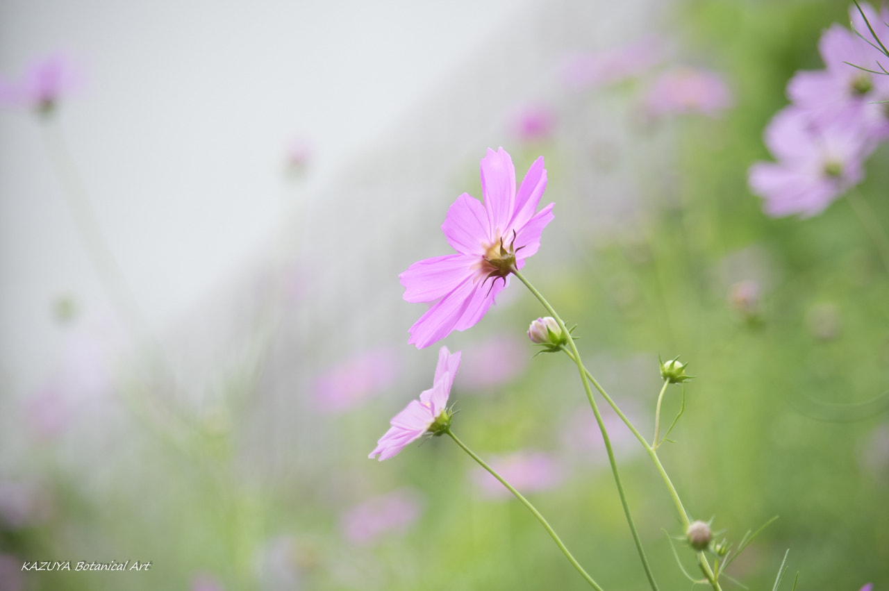 Pentax K-3 II + smc Pentax-DA L 50-200mm F4-5.6 ED WR sample photo