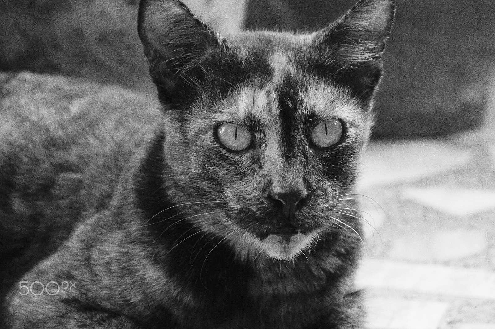 Sigma 18-200mm f/3.5-6.3 DC OS sample photo. Got nine lives ! photography