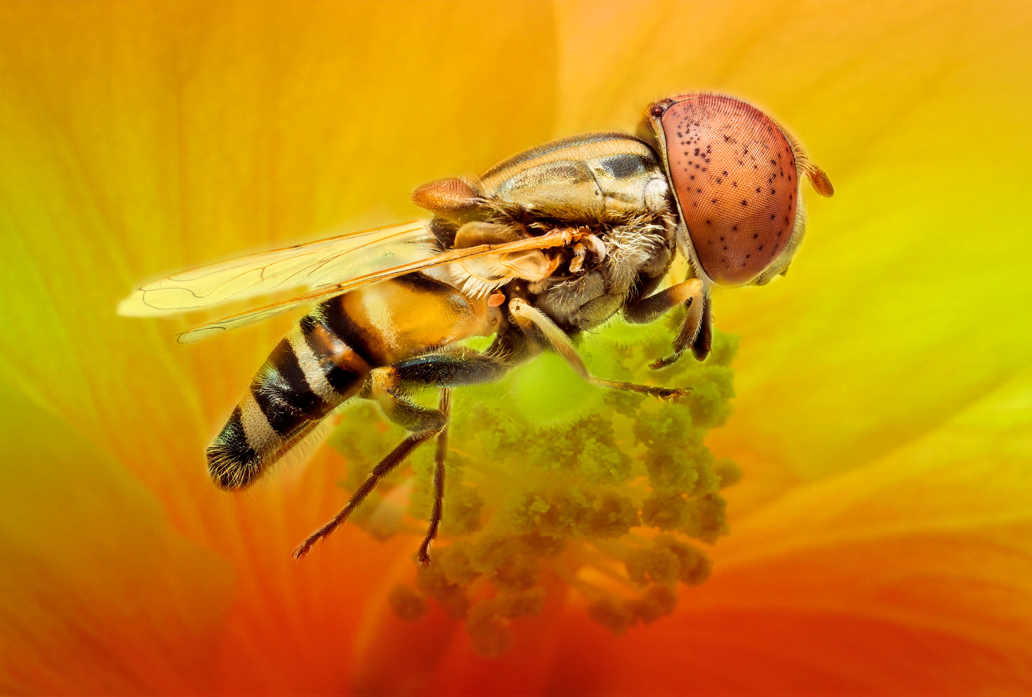 Canon MP-E 65mm F2.5 1-5x Macro Photo sample photo. Bee photography