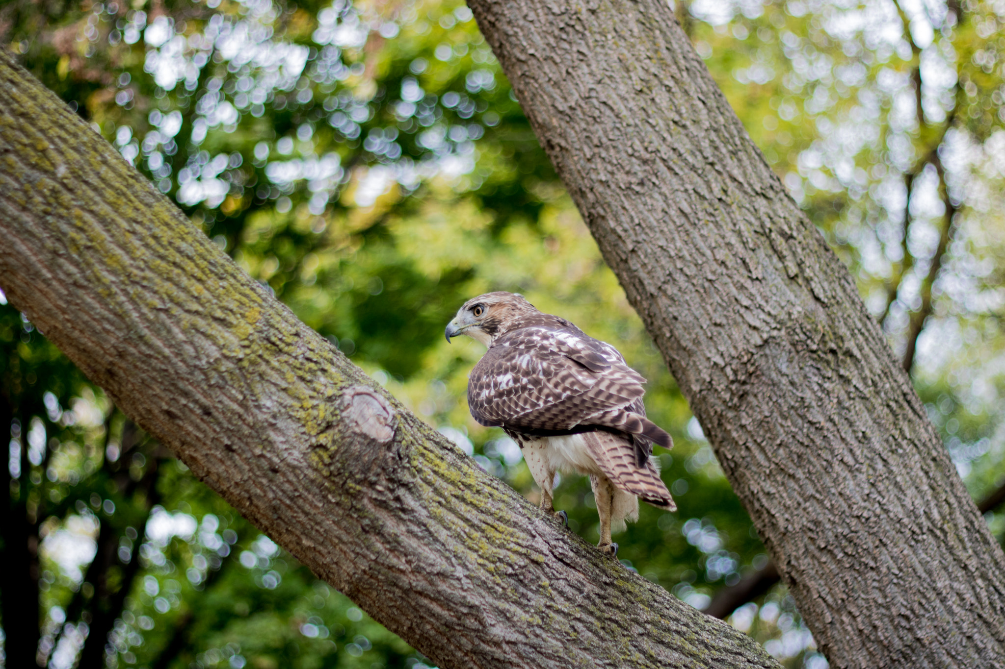 Canon EOS 760D (EOS Rebel T6s / EOS 8000D) sample photo. Lakeshore hawk photography