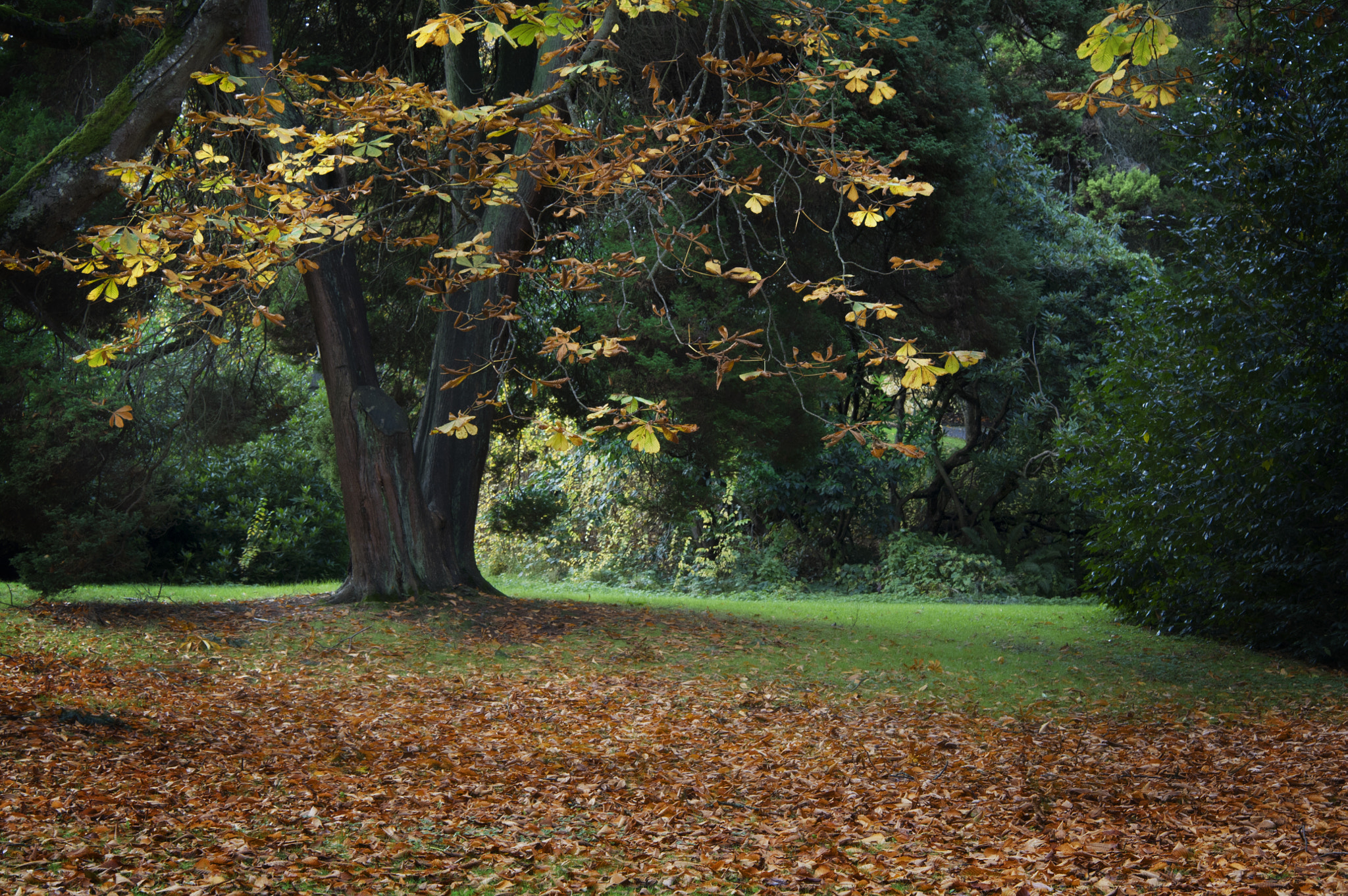 Nikon D3S sample photo. The foliage of autumn in stanley park photography