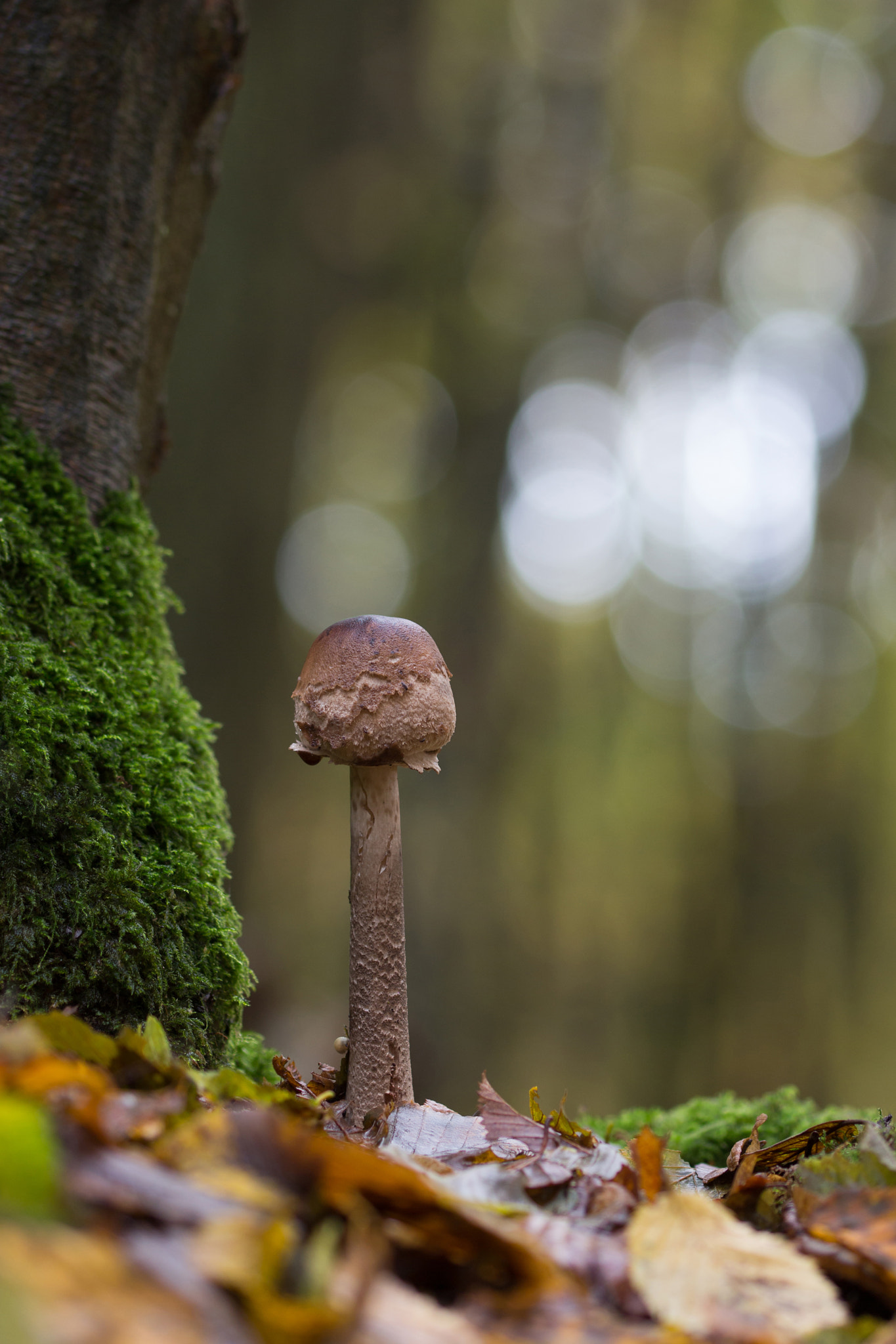 Sigma 105mm F2.8 EX DG OS HSM sample photo. Pilz photography