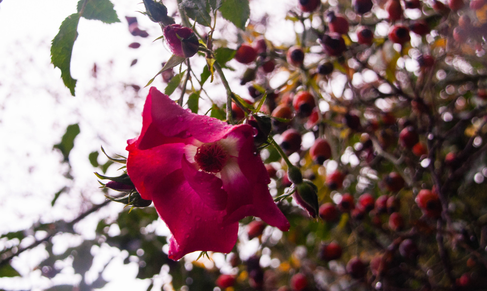 Sigma 18-200mm F3.5-6.3 DC OS HSM sample photo. Dsc photography