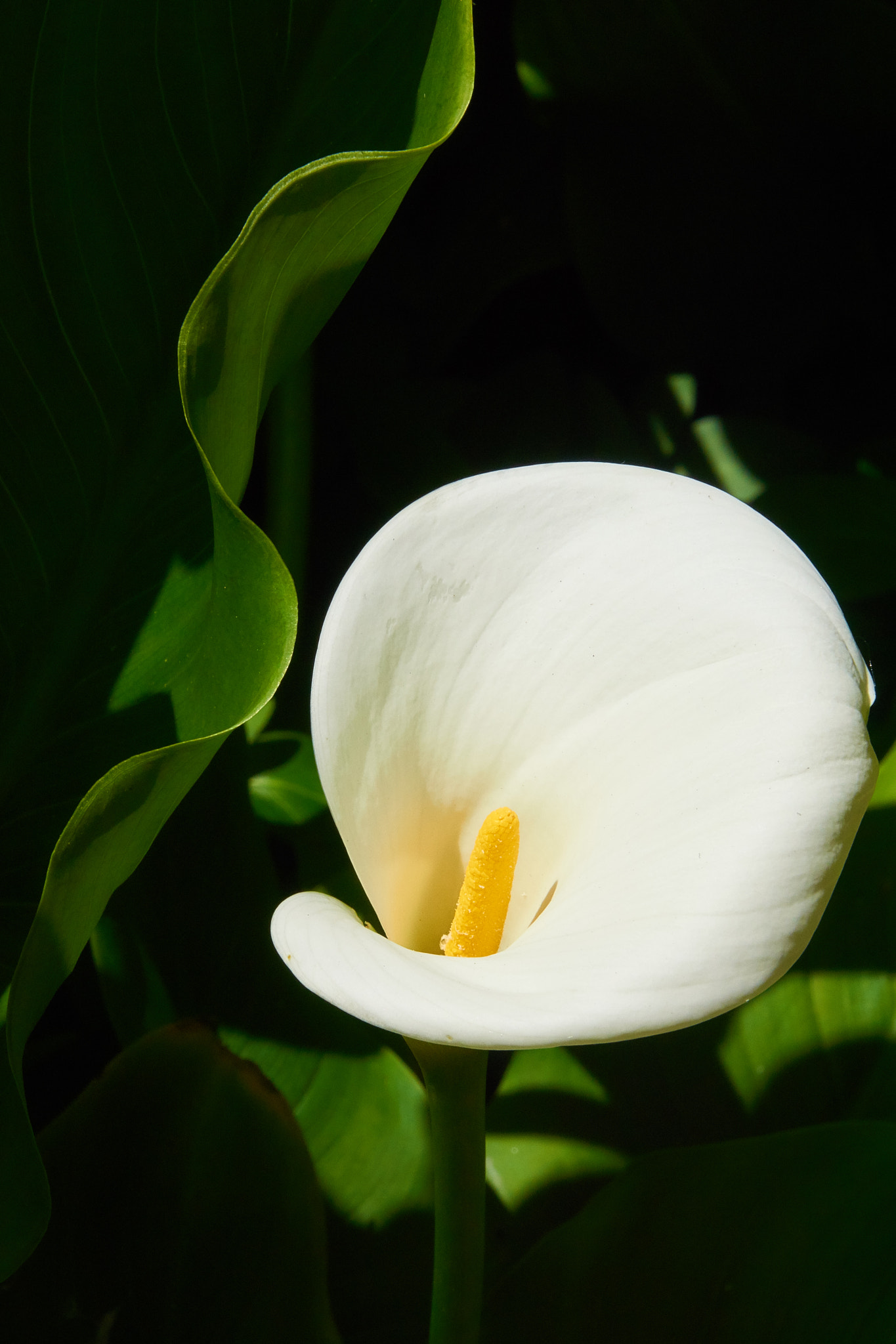 Sony DT 16-105mm F3.5-5.6 sample photo. Calla photography