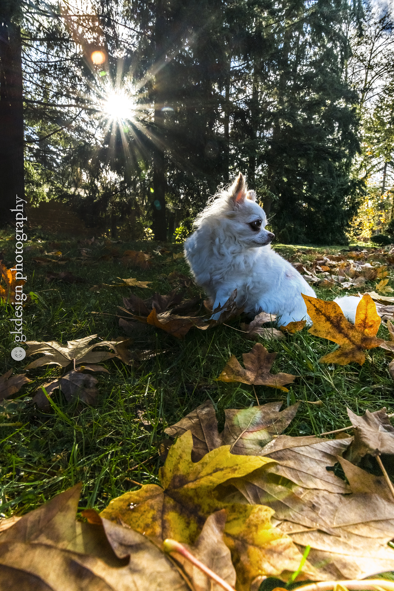 Nikon D610 sample photo. White dog in autumn sunshine photography