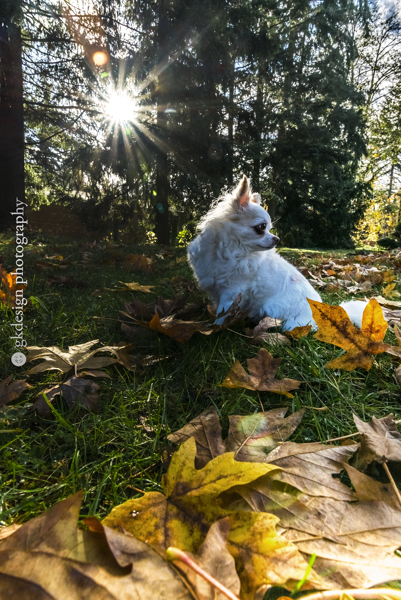 Nikon D610 + Tokina AT-X 17-35mm F4 Pro FX sample photo. White dog in autumn sunshine photography