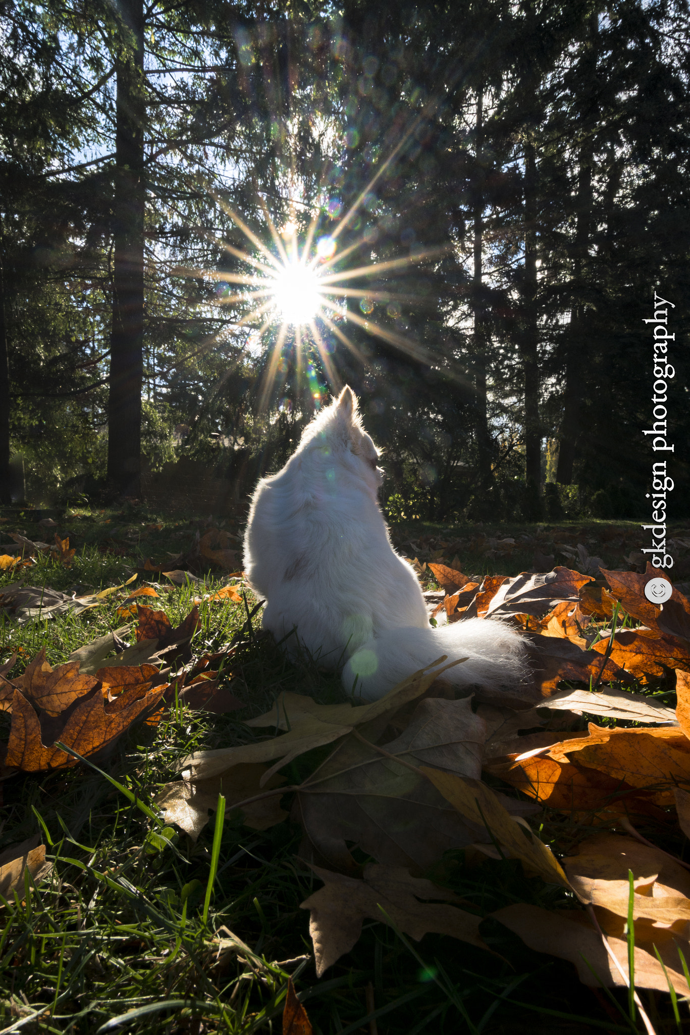 Nikon D610 sample photo. Autumn dog photography
