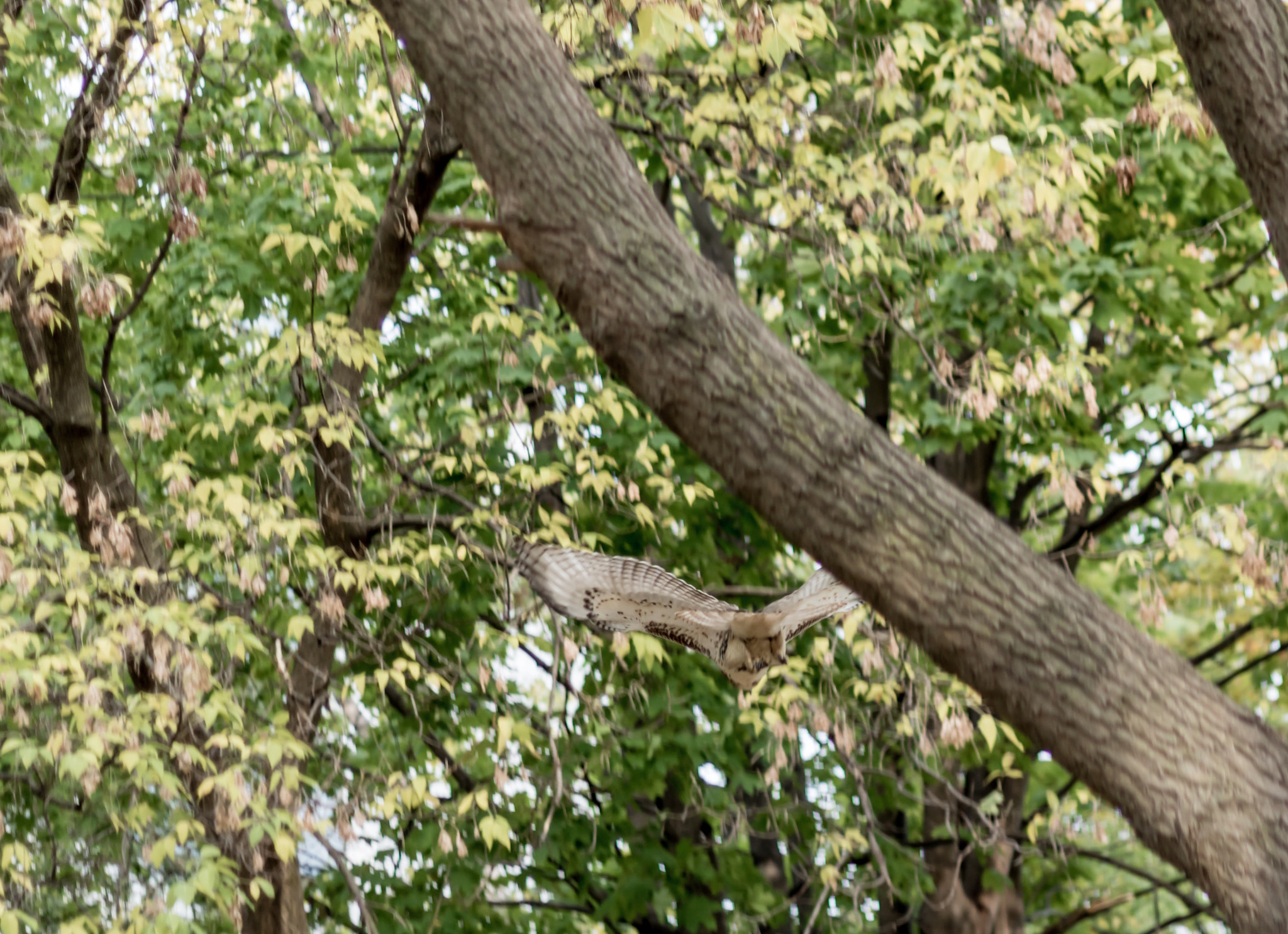 Canon EOS 760D (EOS Rebel T6s / EOS 8000D) sample photo. Lakeshore hawk, in flight photography