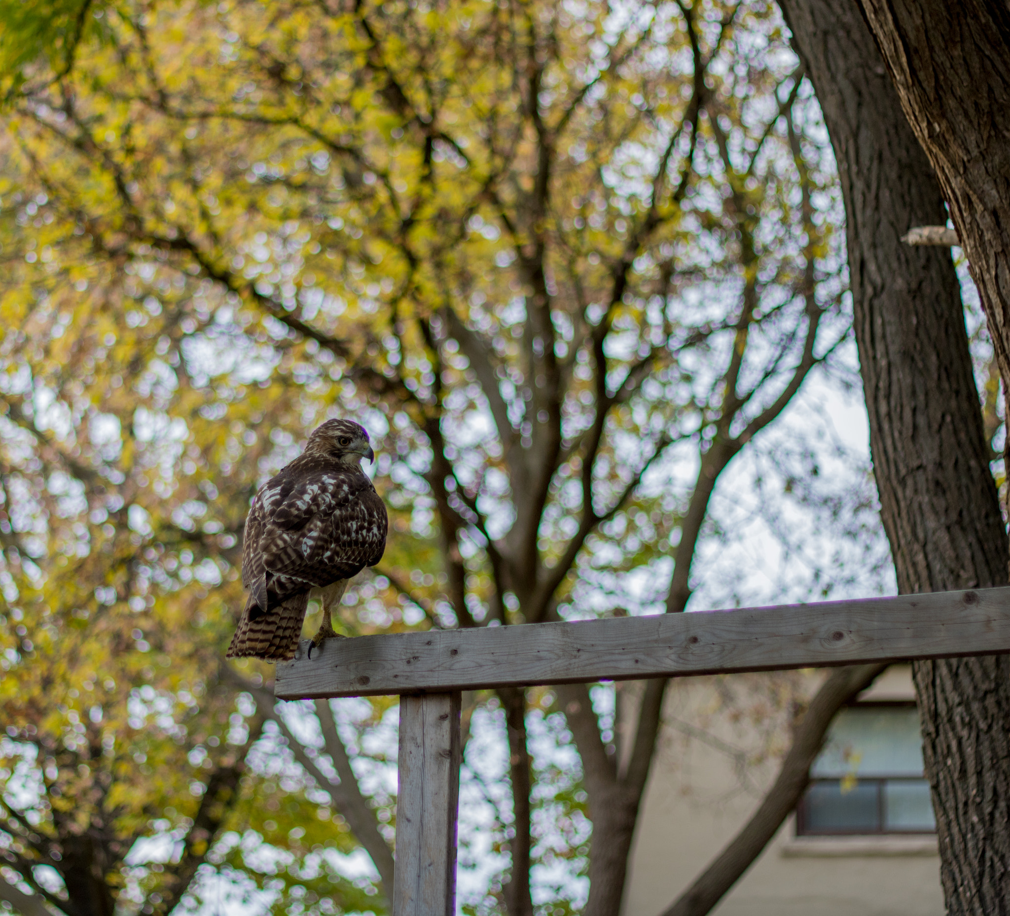 Canon EOS 760D (EOS Rebel T6s / EOS 8000D) sample photo. Lakeshore hawk, on display photography