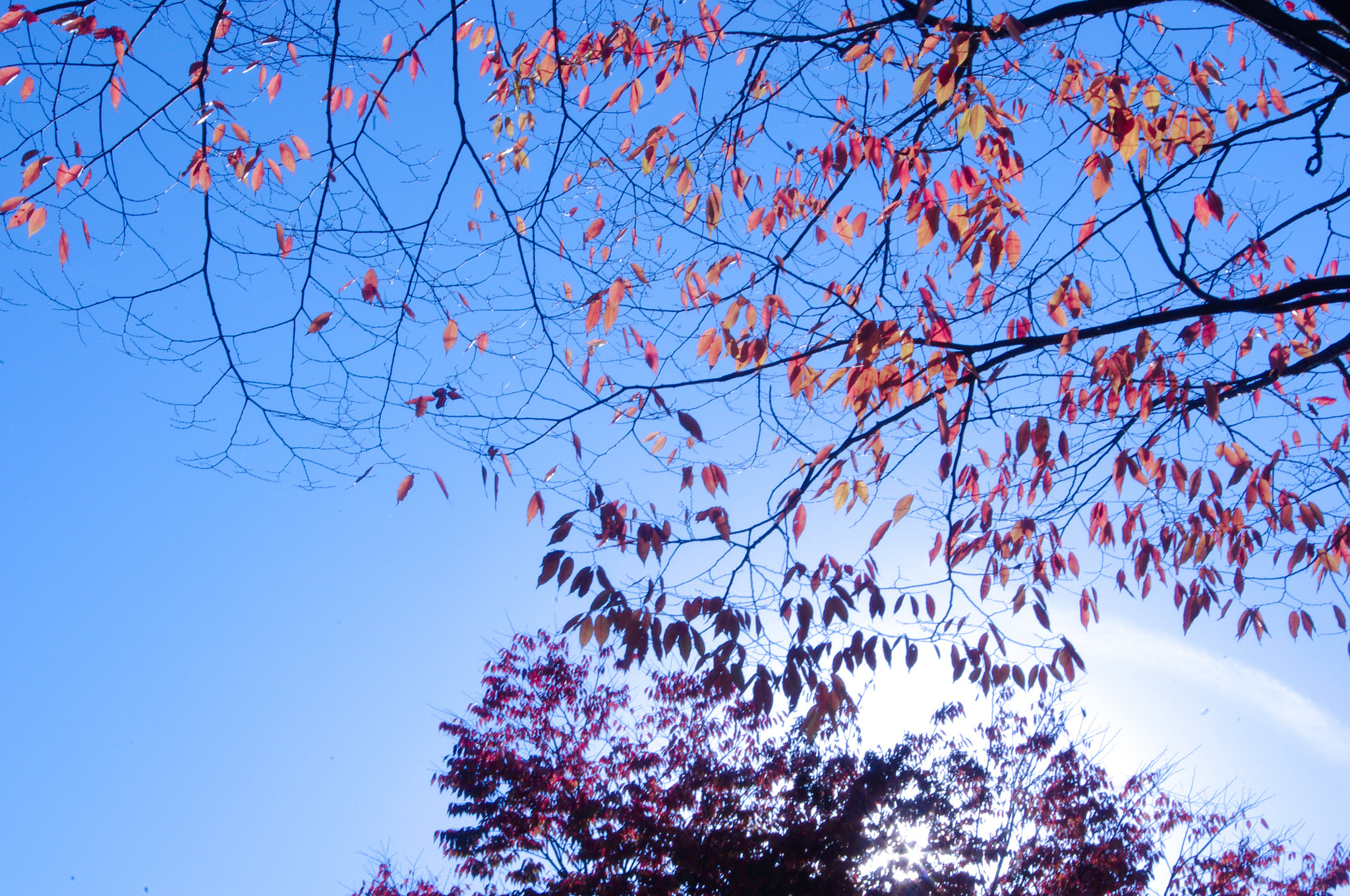 Pentax smc DA 18-55mm F3.5-5.6 AL sample photo. Maple tree photography