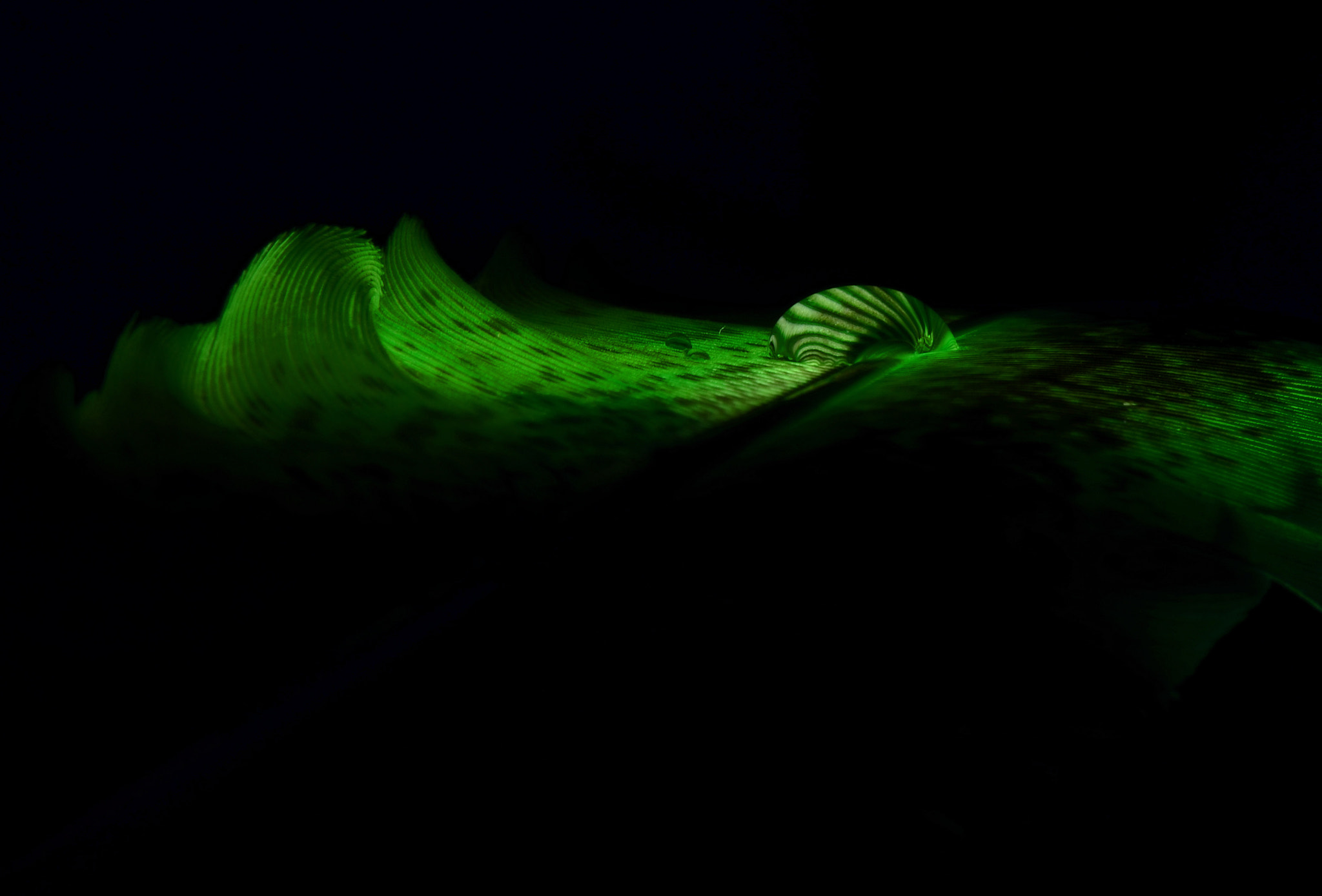 Nikon AF-S Micro-Nikkor 105mm F2.8G IF-ED VR sample photo. Green abstract photography