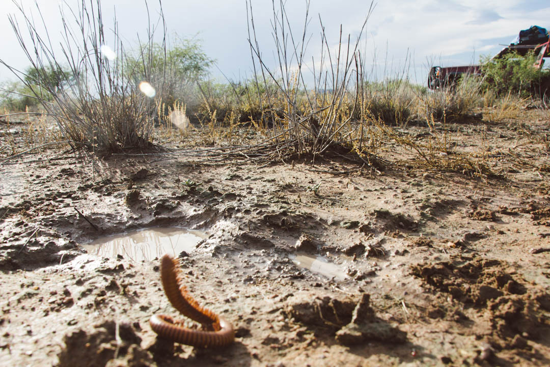 Canon EOS 60D sample photo. 100piés vs jeep  27 de junio 2015. saucillo chihuahua.  #lodo #mud #cienpies #centipedes... photography