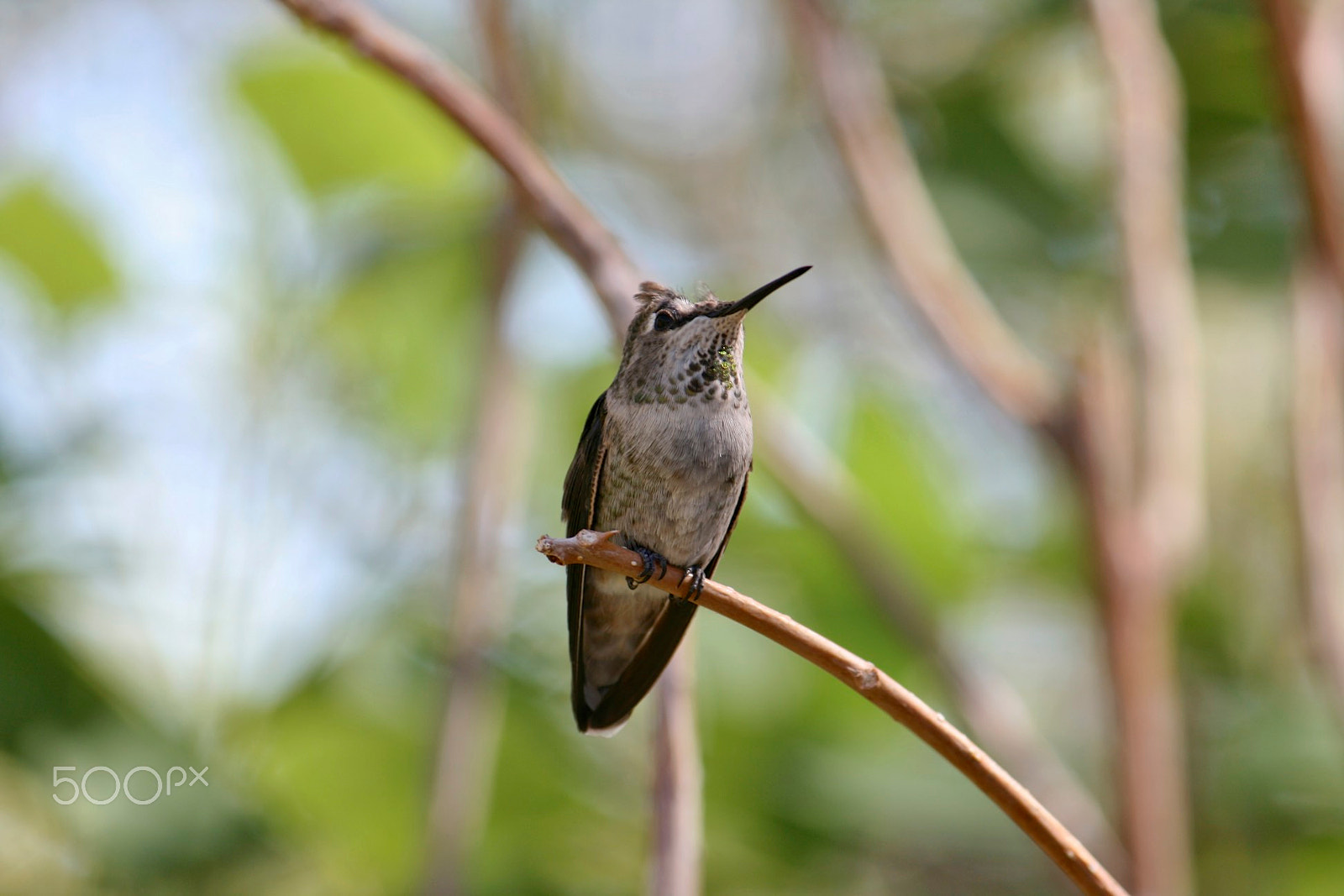 Canon EF-S 55-250mm F4-5.6 IS sample photo. Hummingbird photography