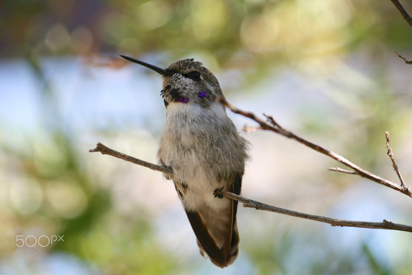 Canon EF-S 55-250mm F4-5.6 IS sample photo. Hummingbird photography