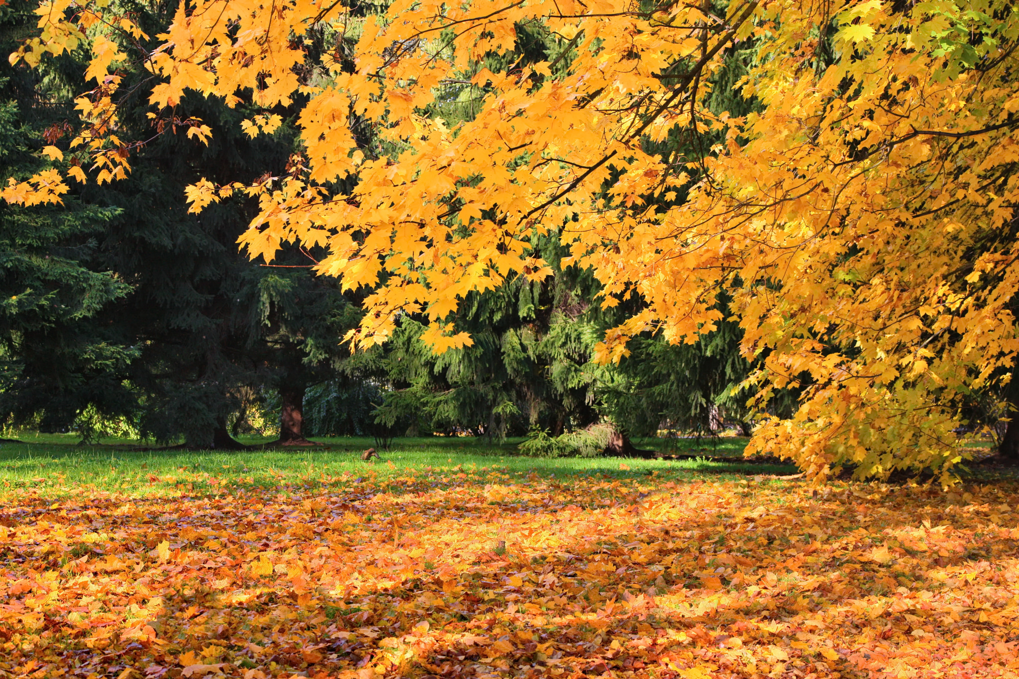 Canon EOS-1Ds Mark III sample photo. Autumn mood photography