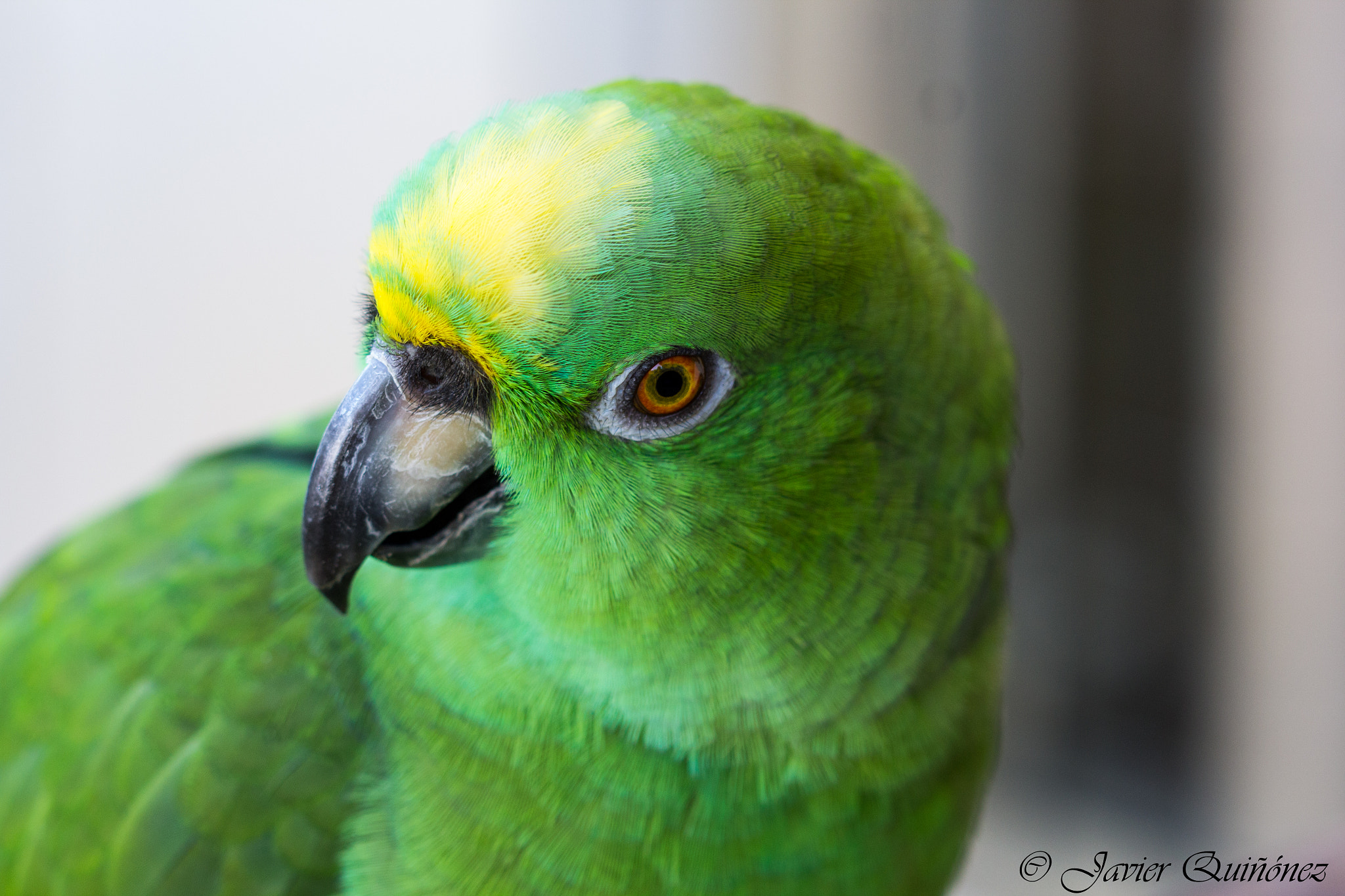 Canon EF 100mm F2.8 Macro USM sample photo. Lorenzo photography