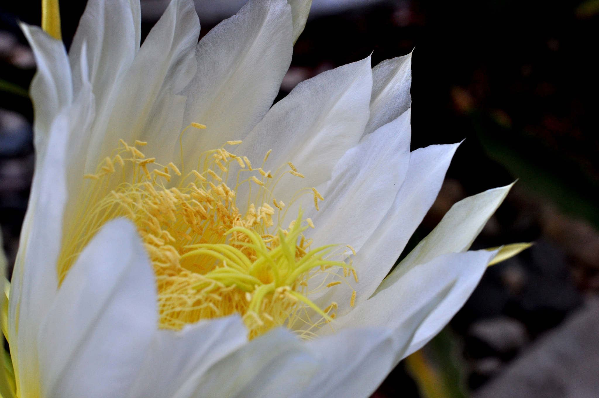 Nikon D90 + AF Nikkor 50mm f/1.8 sample photo. Dragon fruit flower photography