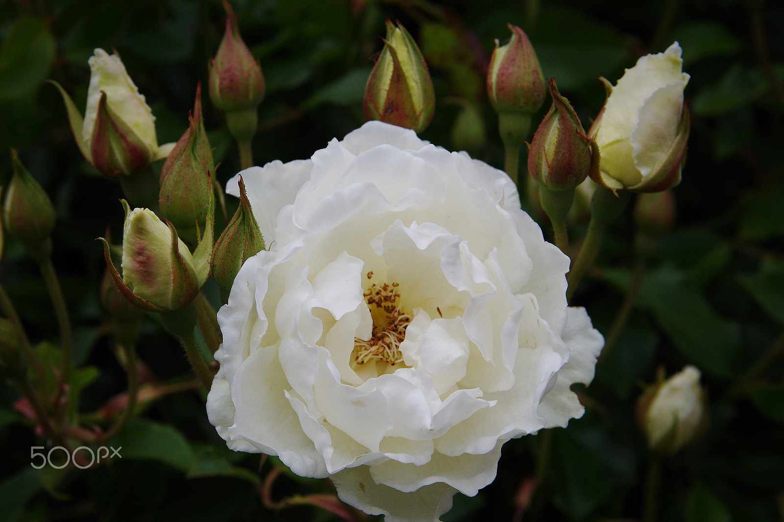 Sigma 17-70mm F2.8-4 DC Macro HSM | C sample photo. First bloom photography
