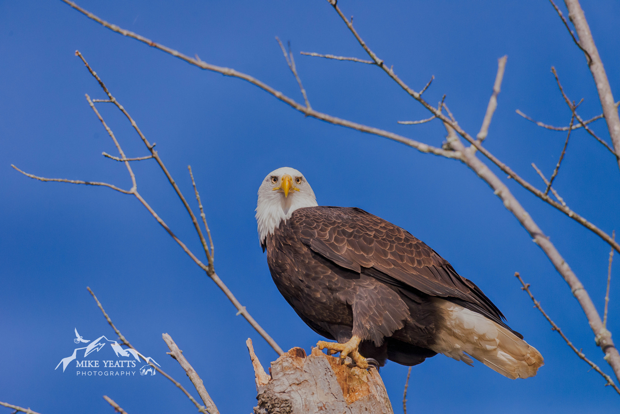 Nikon AF-S Nikkor 200-500mm F5.6E ED VR sample photo. The stare photography