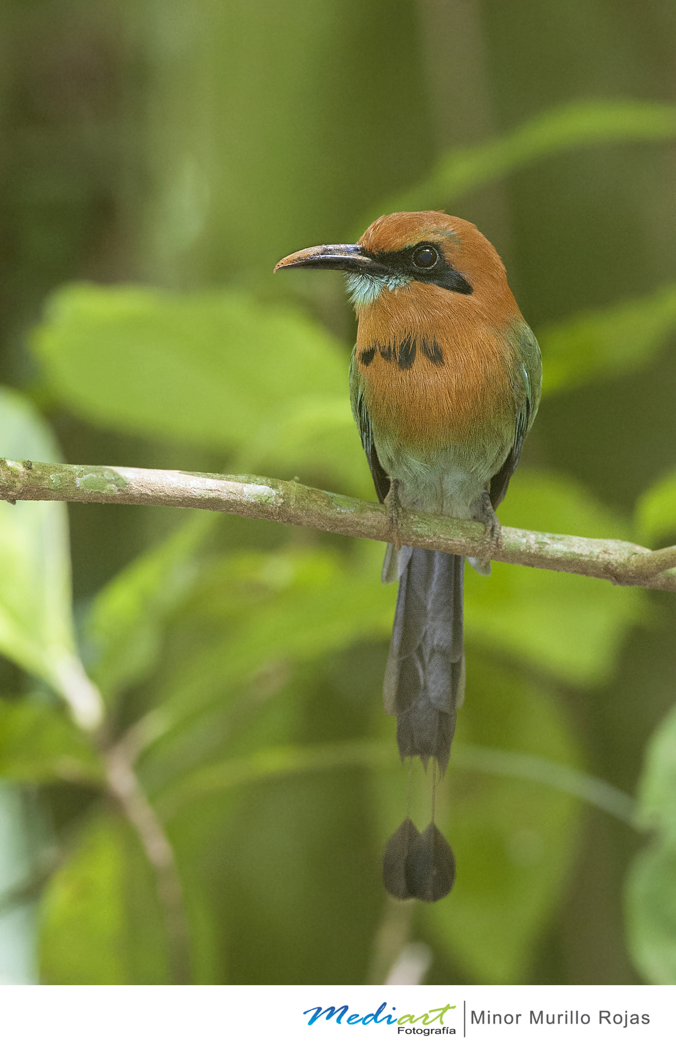 Nikon D700 + Nikon AF-S Nikkor 300mm F4D ED-IF sample photo. Broad billed motmot photography
