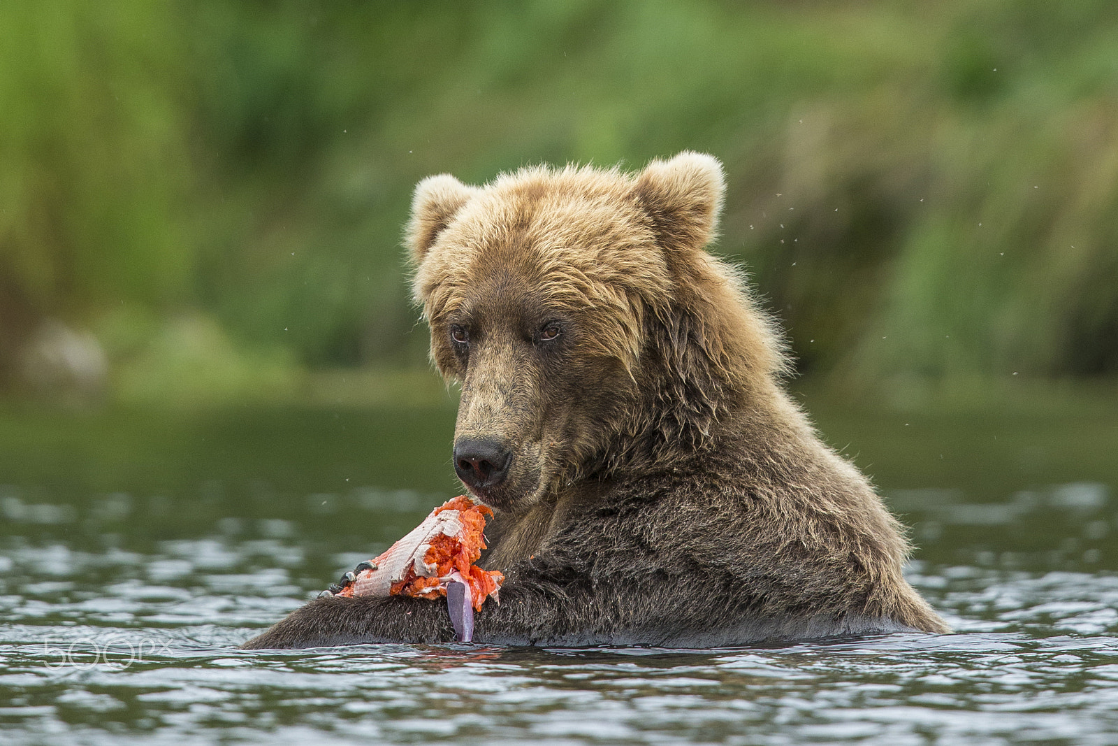Canon EF 600mm F4L IS II USM sample photo. Brown bear and salmon photography