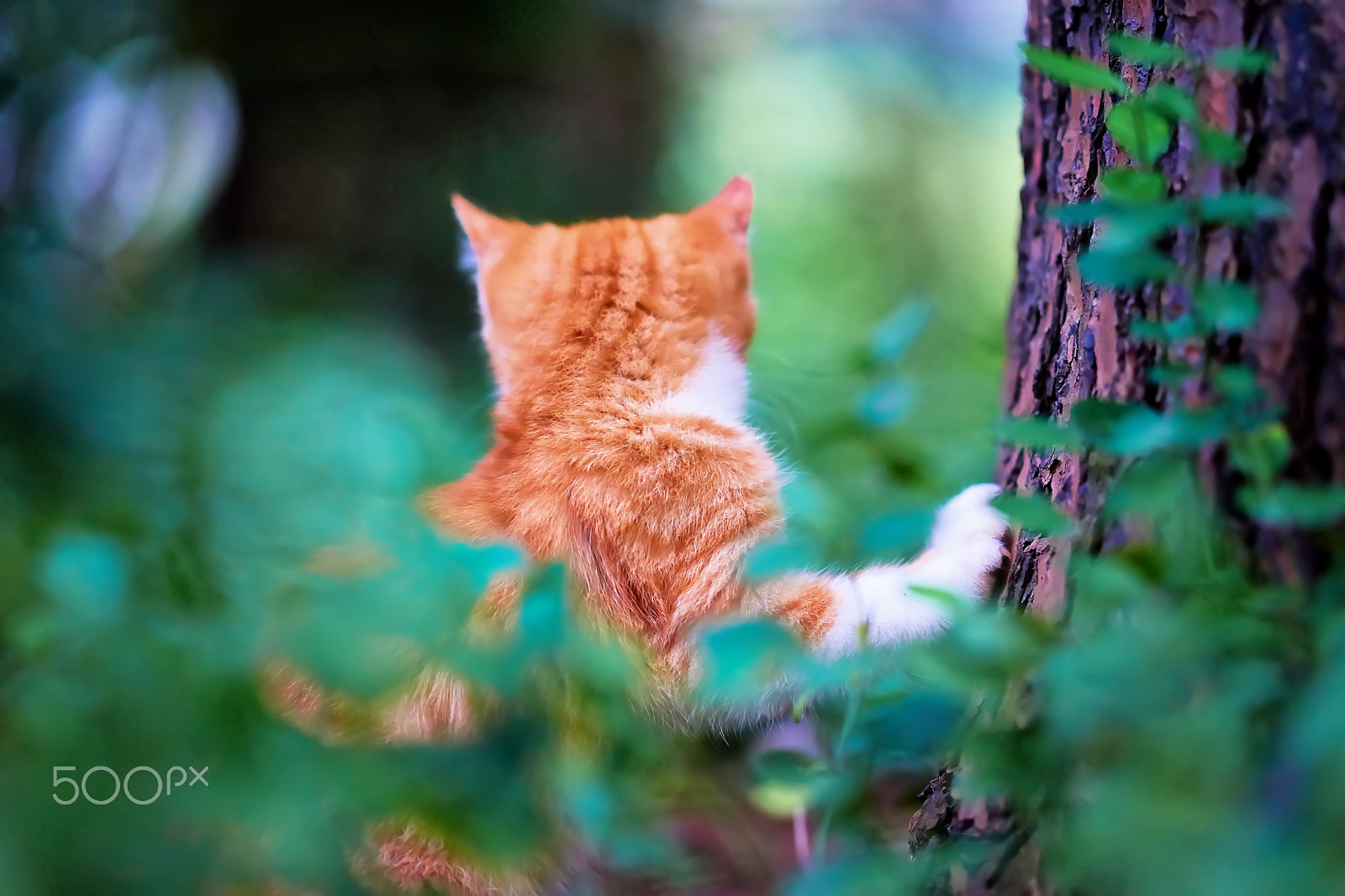 Zeiss Sonnar T* 135 mm F1.8 ZA (SAL135F18Z) sample photo. Backstyle photography