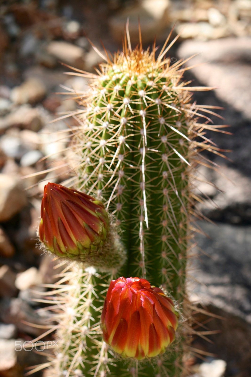 Canon EF-S 55-250mm F4-5.6 IS sample photo. Blooming cactus photography