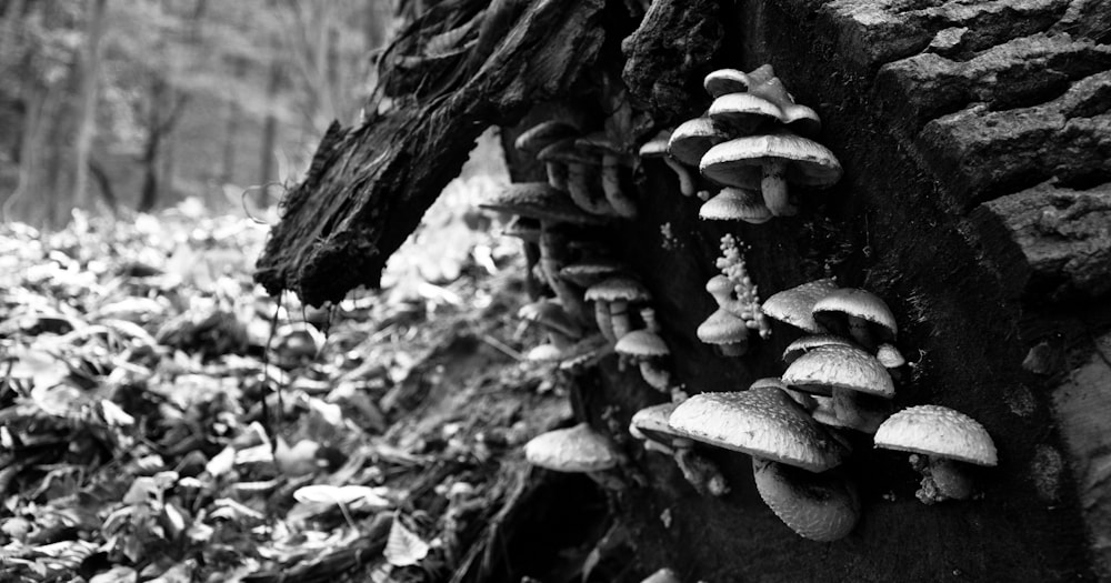 Nikon D200 sample photo