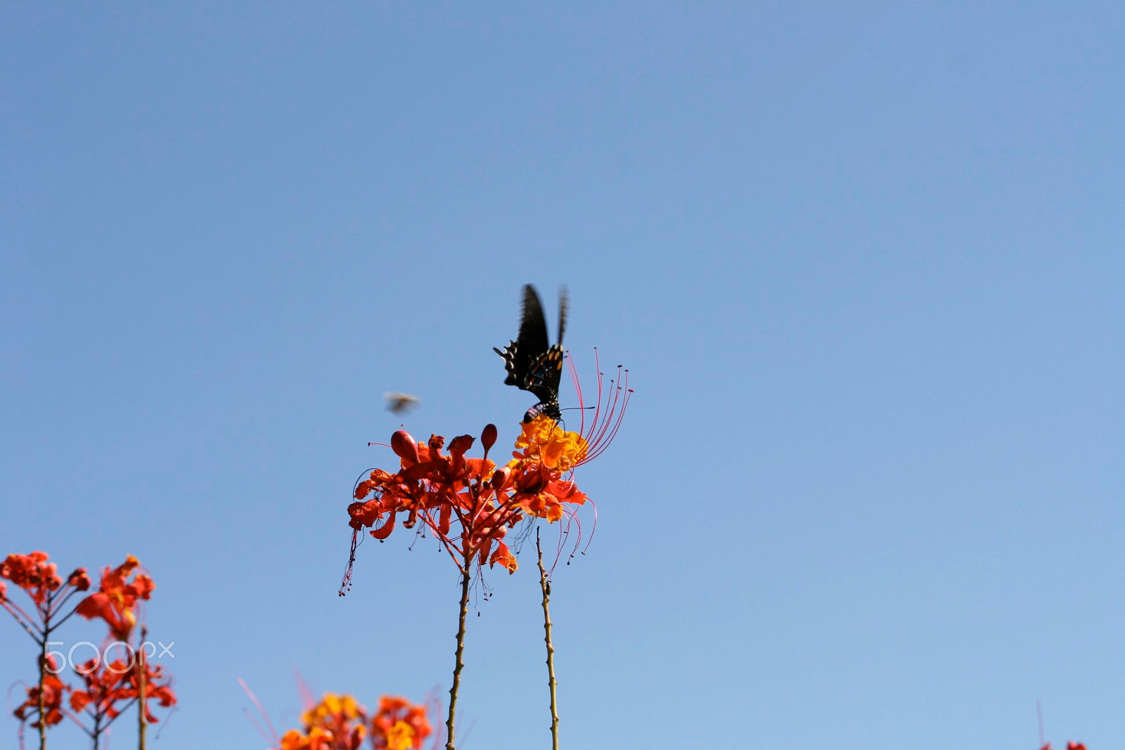 Canon EF-S 55-250mm F4-5.6 IS sample photo. Butterfly on flowers photography