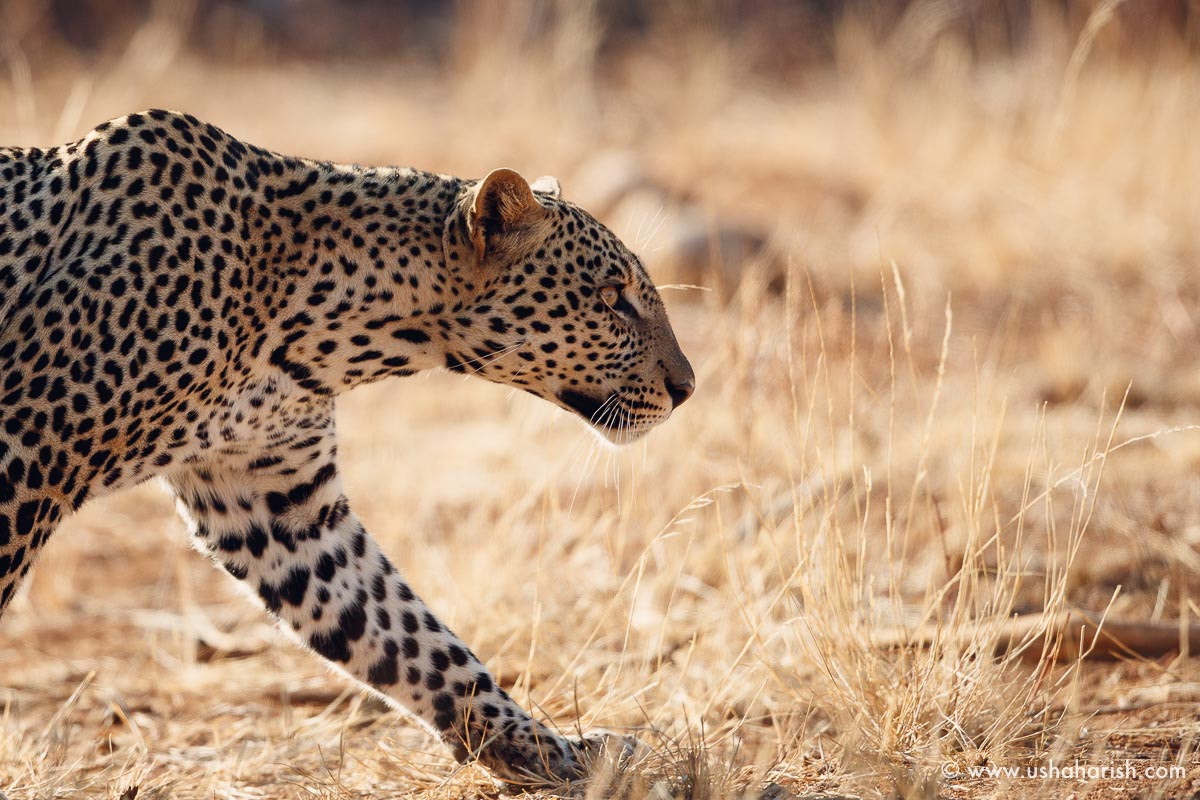 Canon EF 500mm F4L IS II USM sample photo. Leopard coming out of the thickets photography