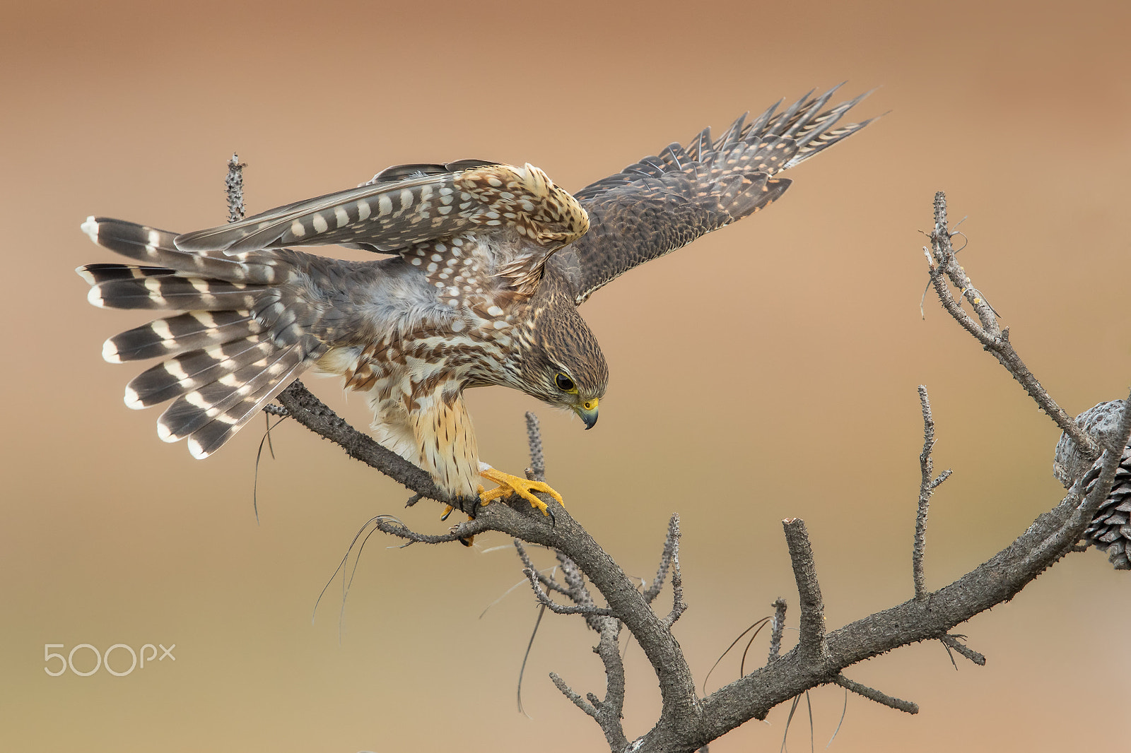 Canon EOS 7D Mark II + Canon EF 600mm F4L IS II USM sample photo. The balancing act photography