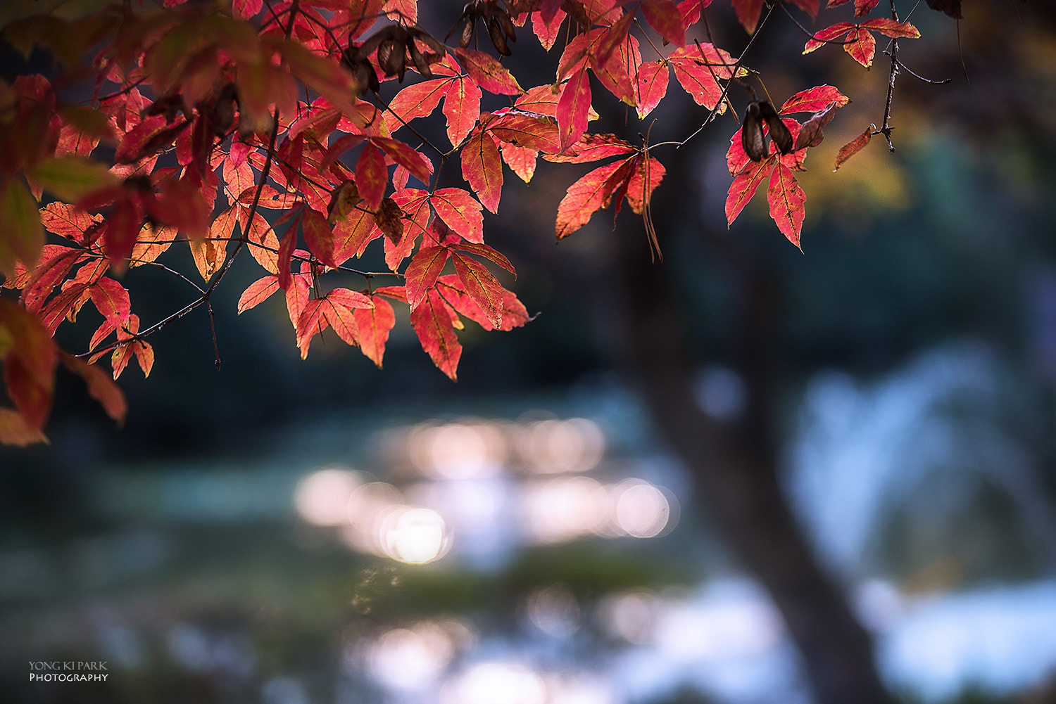 Pentax K-1 sample photo. The autumn tree - 1 photography