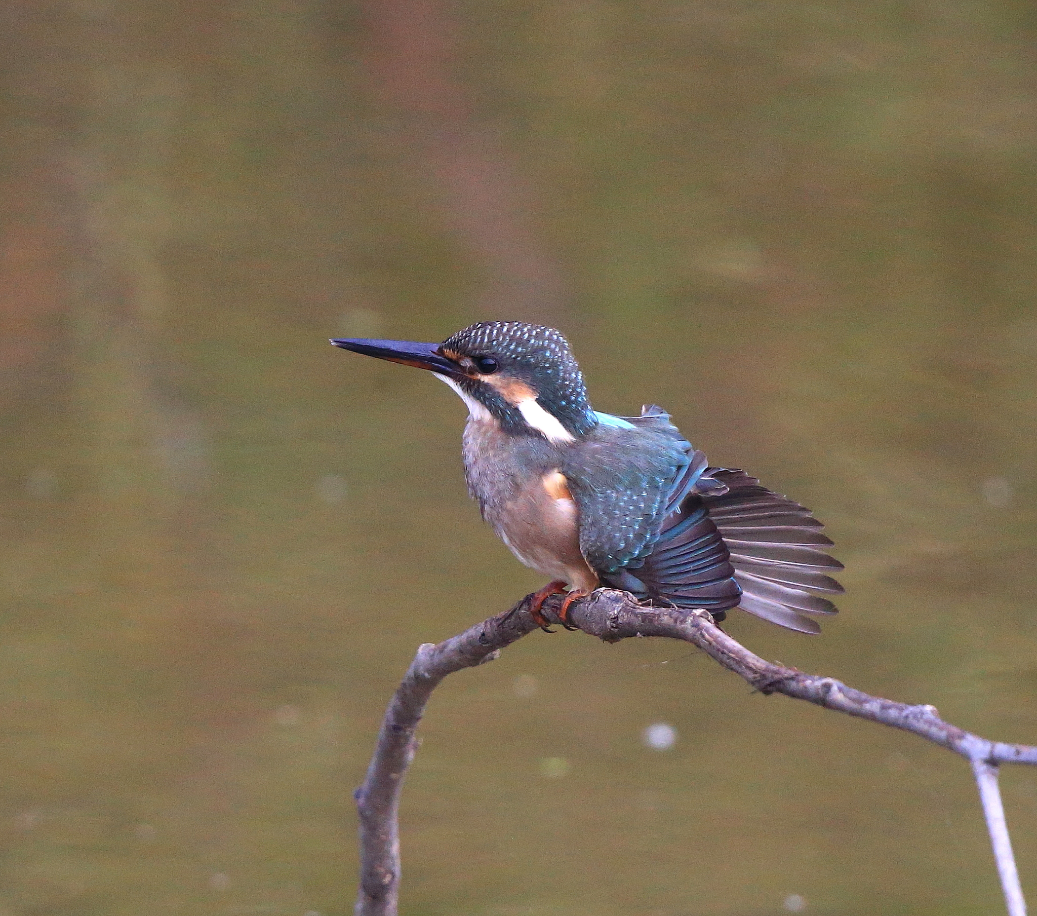 Canon EOS-1D X + Canon EF 600mm F4L IS II USM sample photo. 045 photography