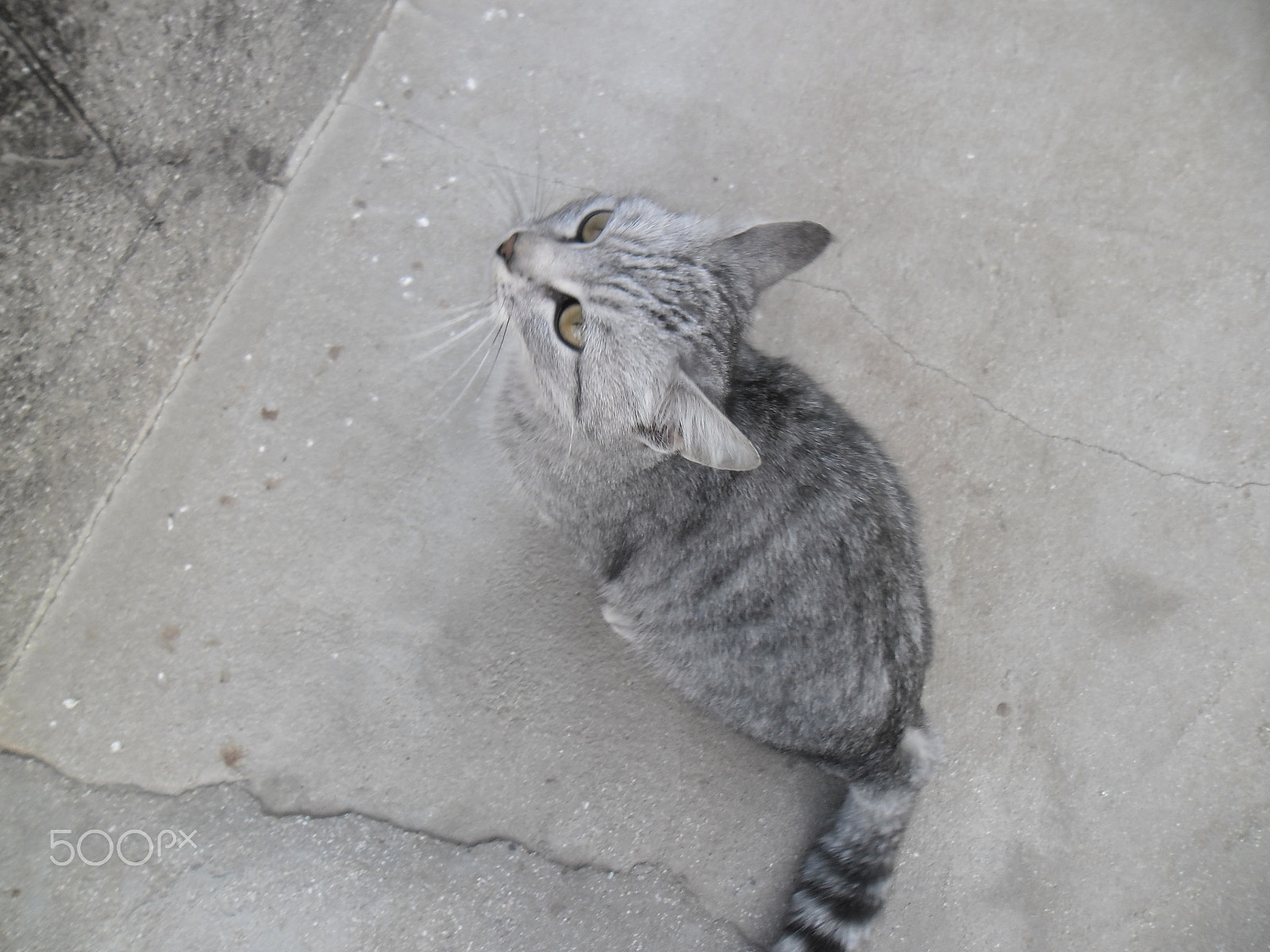 Samsung ES90/ ES91 sample photo. "cat"... photography