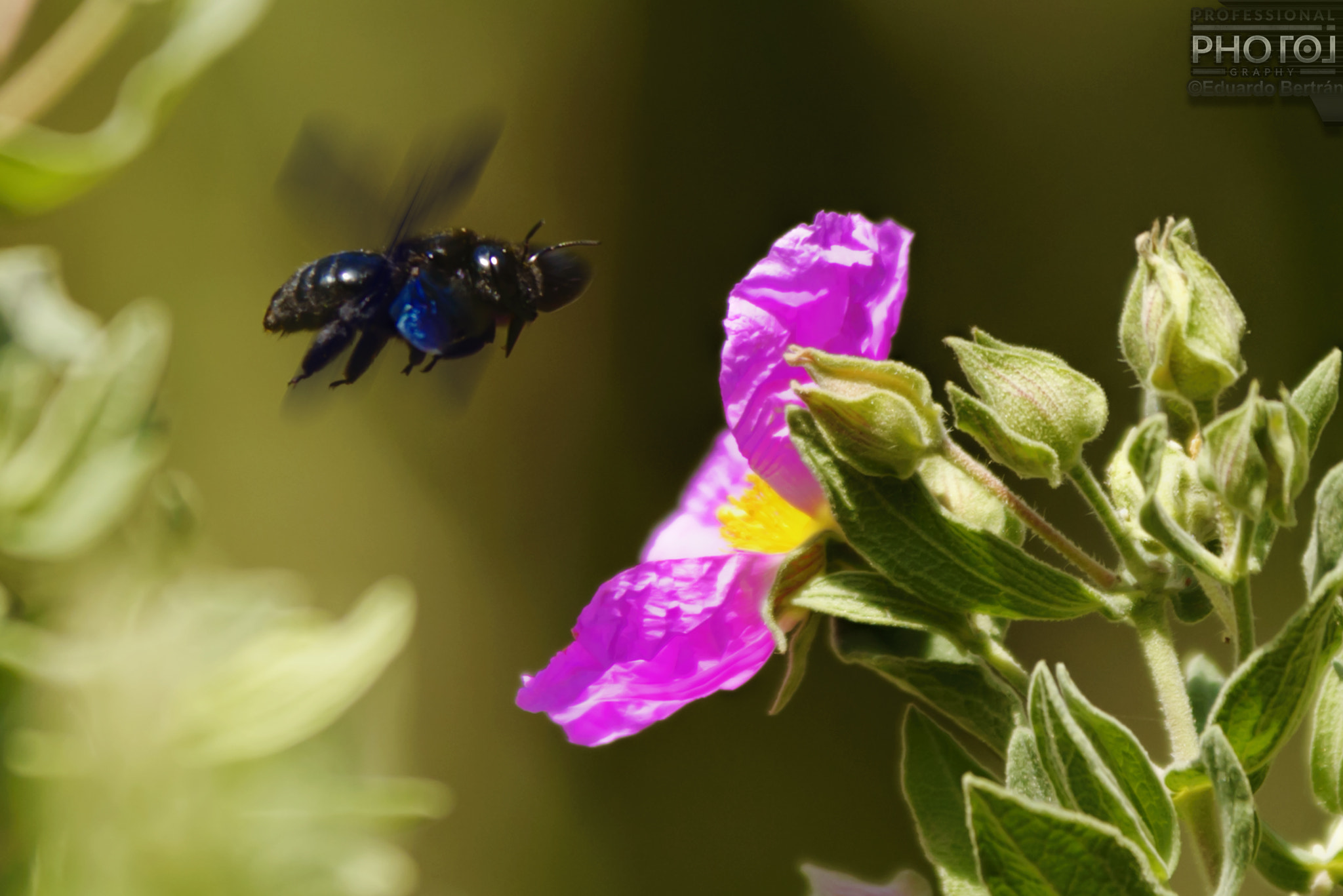 Sigma 70-200mm F2.8 EX DG OS HSM sample photo. Abejorro photography