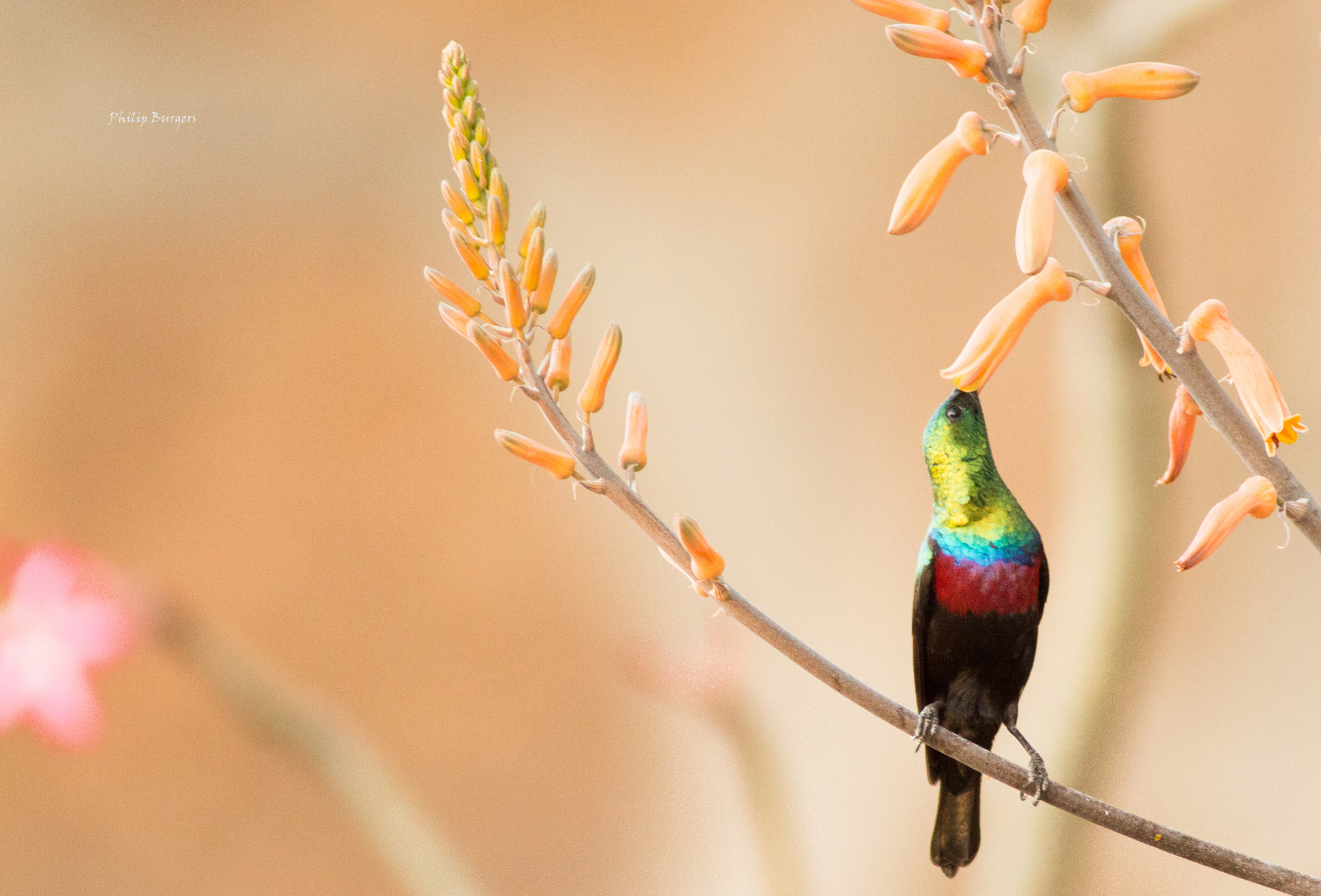 Canon EF 70-200mm F2.8L USM sample photo. Marico sunbird photography