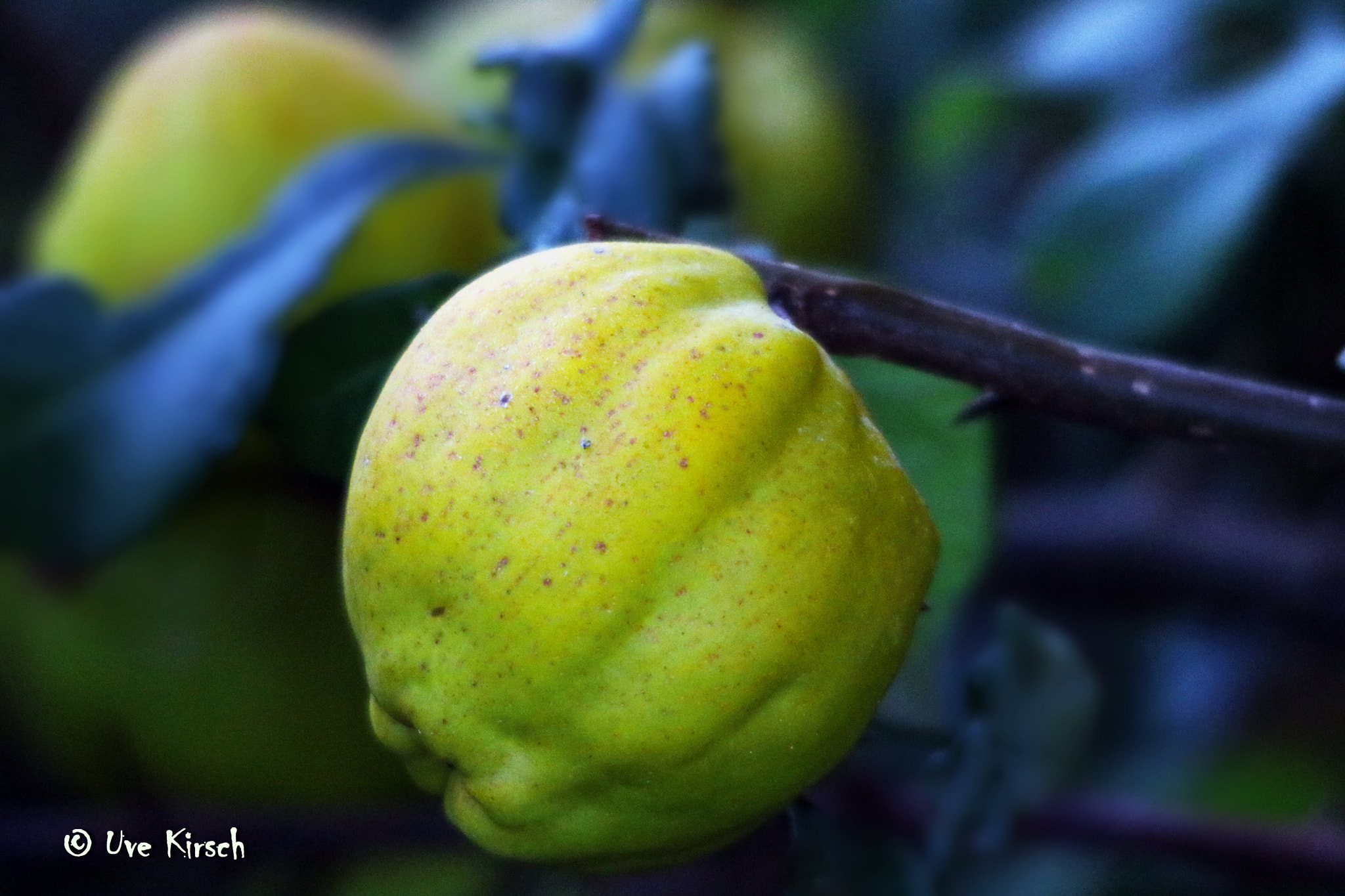 Sigma 150-500mm F5-6.3 DG OS HSM sample photo. Japanese quince photography