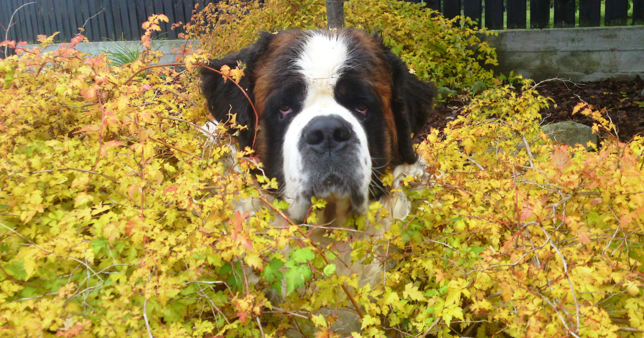 Sony Ericsson C905 sample photo. Autumn in bush photography