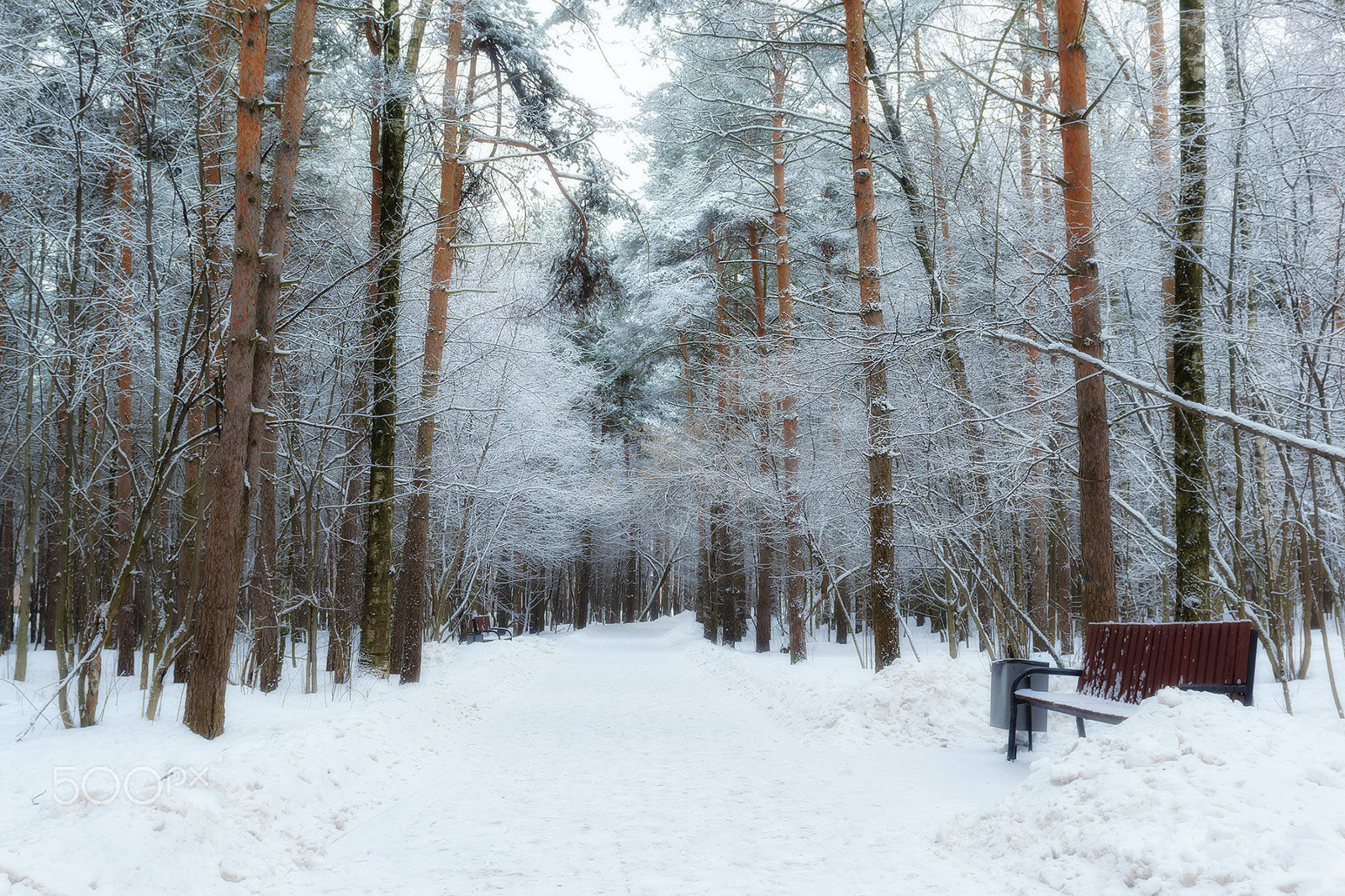 Nikon AF-S Nikkor 24-70mm F2.8G ED sample photo. Park winter snow photography