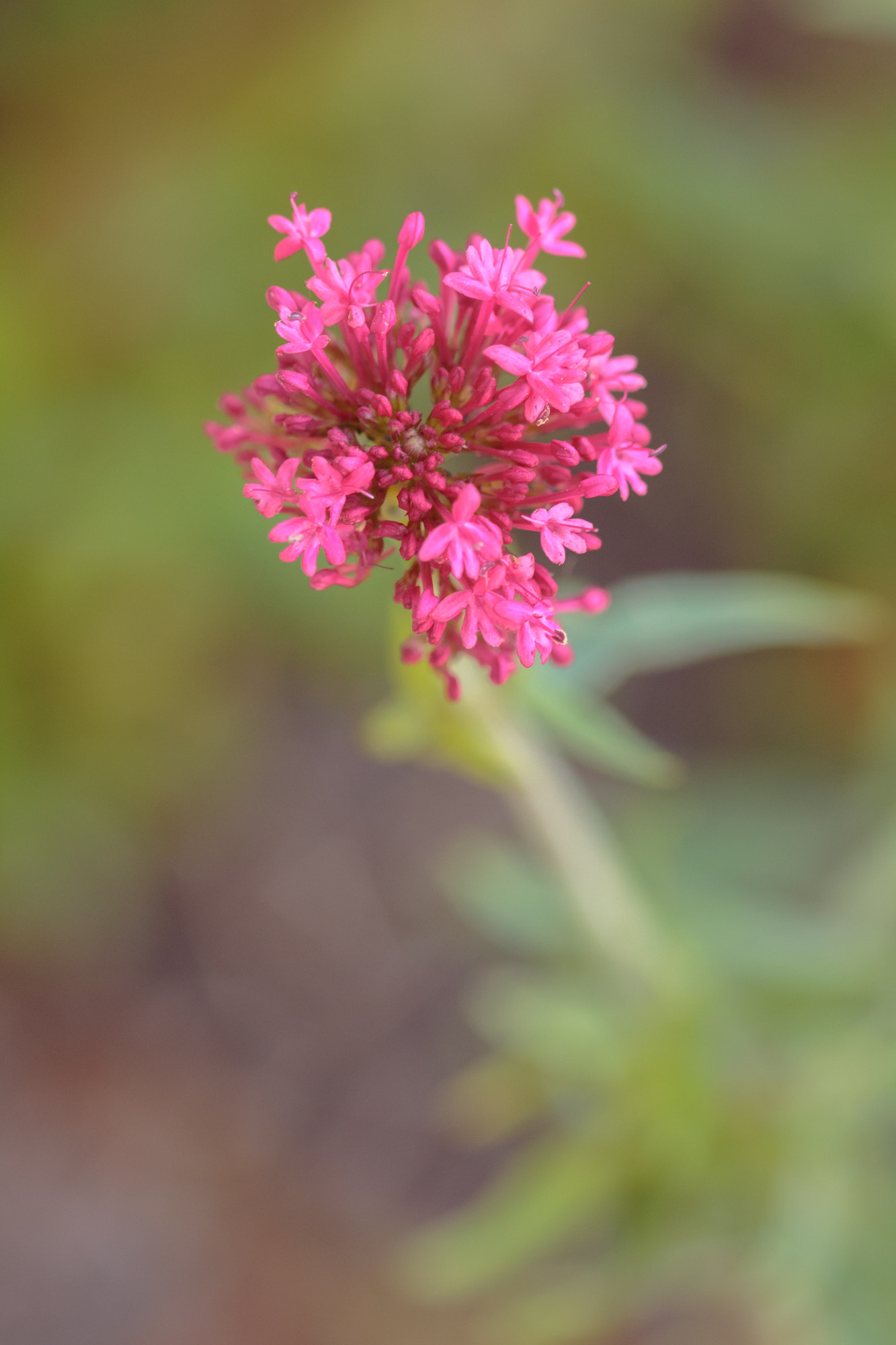 Sigma 105mm F2.8 EX DG OS HSM sample photo. Nature photography