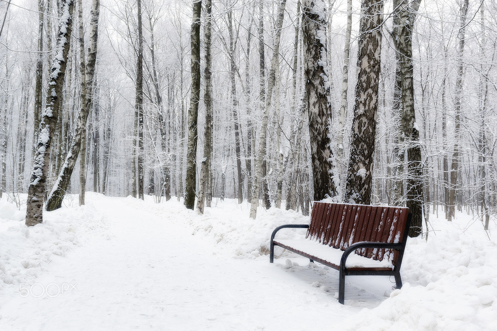 Nikon AF-S Nikkor 24-70mm F2.8G ED sample photo. Winter park photography