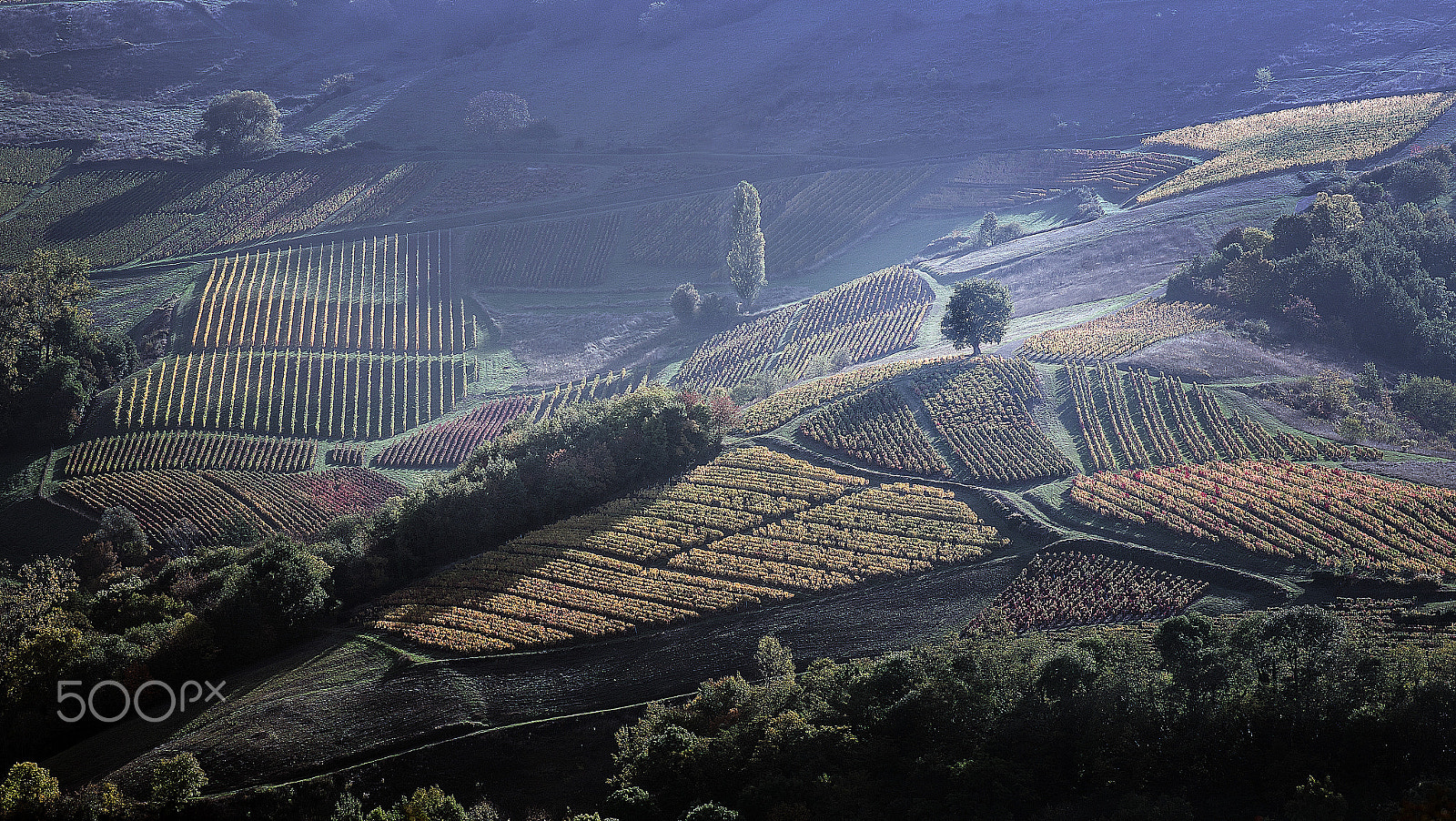 Pentax smc D-FA 100mm F2.8 Macro WR sample photo. Autumn,beaujolais,vineyard photography