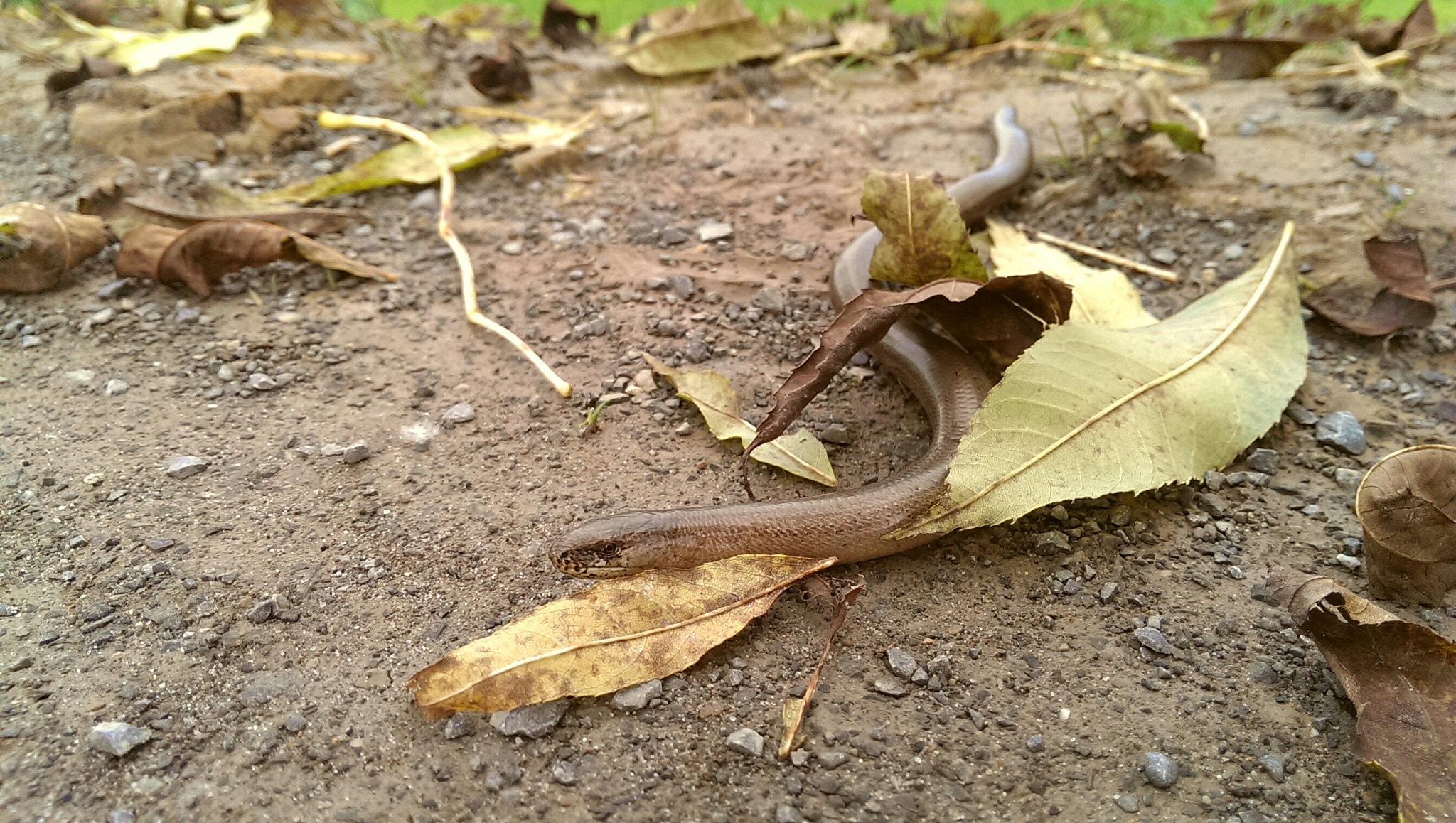 HTC ONE GOOGLE PLAY EDITION sample photo. Snake? snake ? snaaake photography