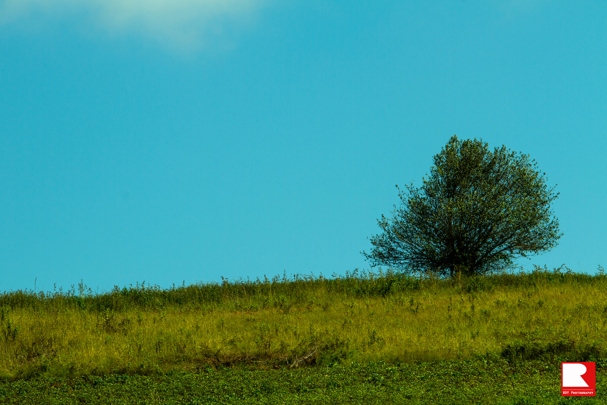 Canon EOS 7D + Sigma 70-200mm F2.8 EX DG OS HSM sample photo. Sky with tree... photography