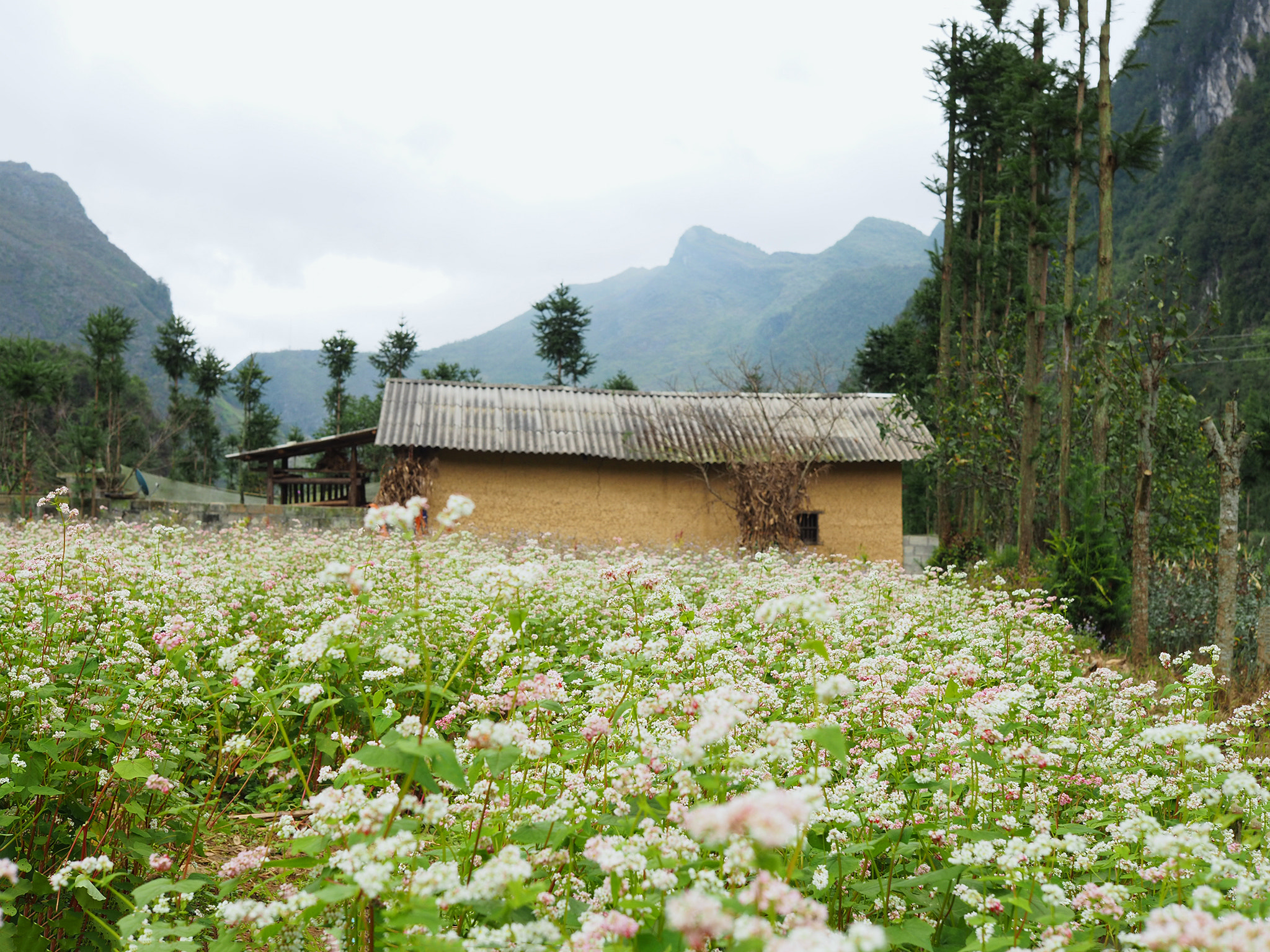 Olympus OM-D E-M10 II sample photo. A new destination in vietnam photography