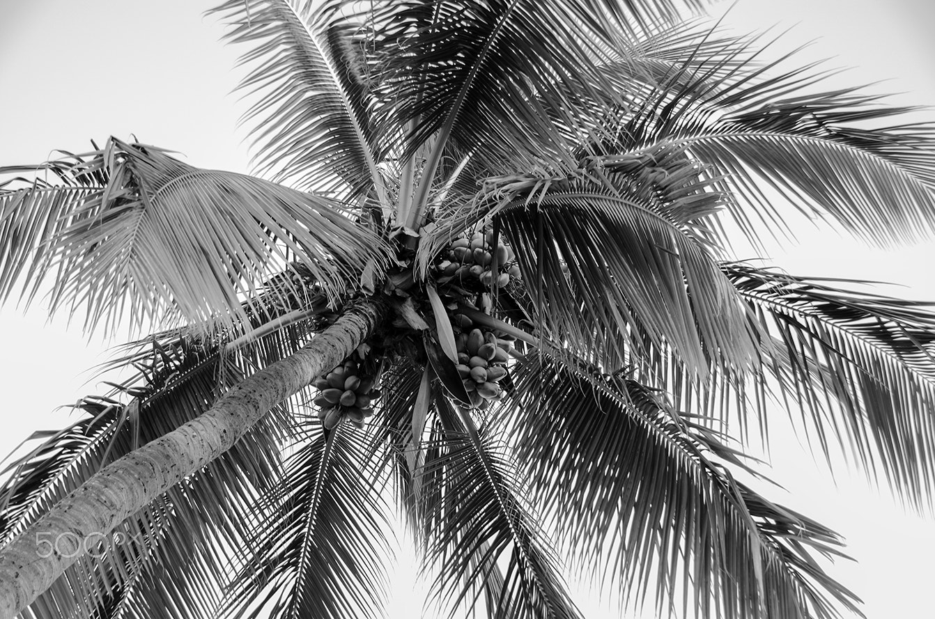 Nikon D7000 sample photo. Lovely bunch of coconuts photography