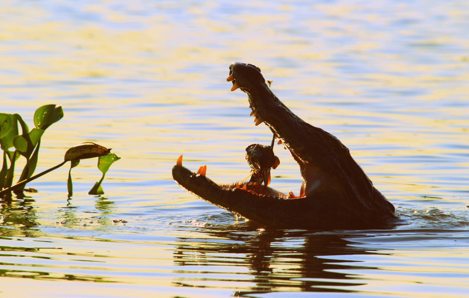 Canon EF 100-400mm F4.5-5.6L IS USM sample photo. Caiman, pantanal (brazil) photography