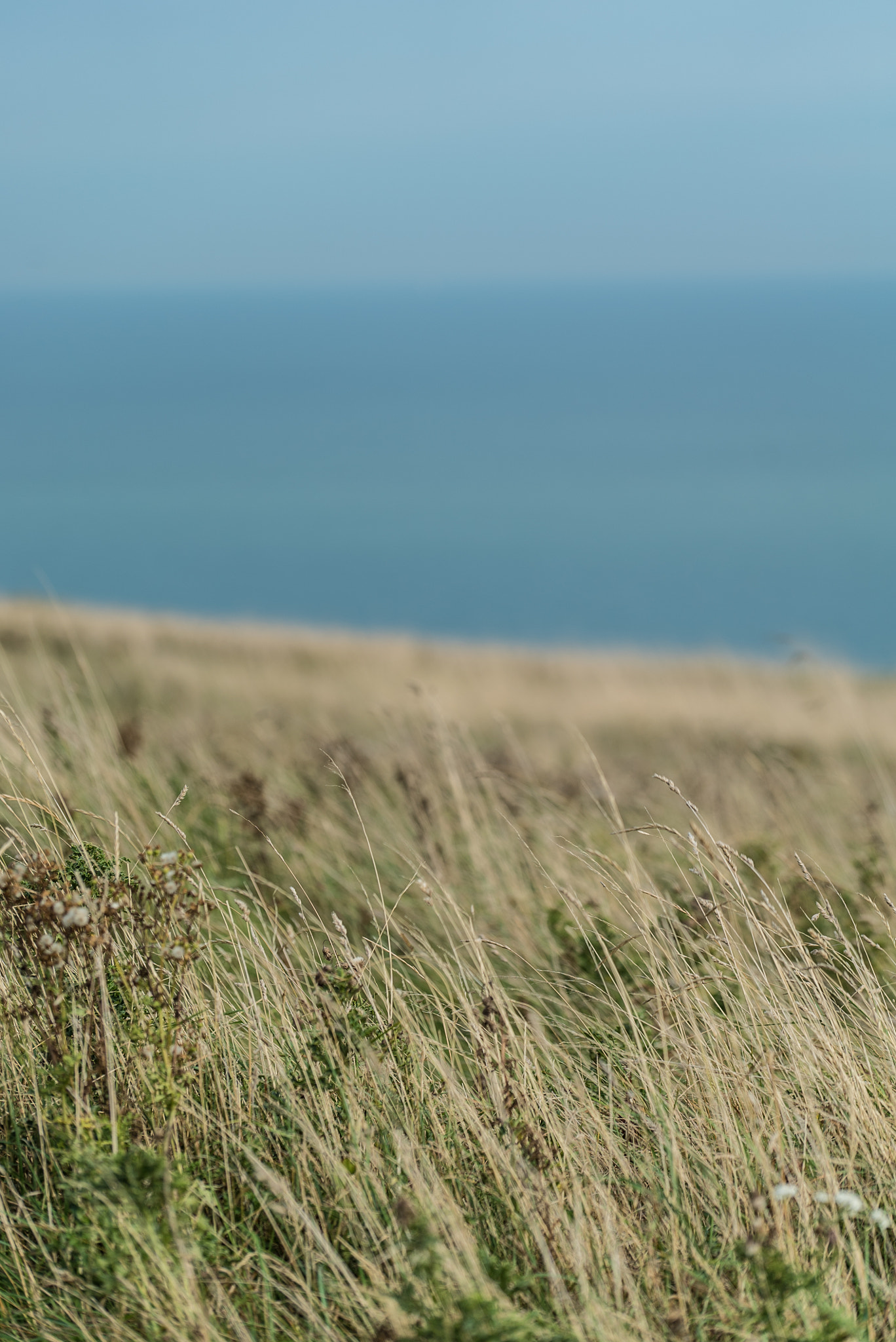 Sony a7S II sample photo. Grass by the sea photography