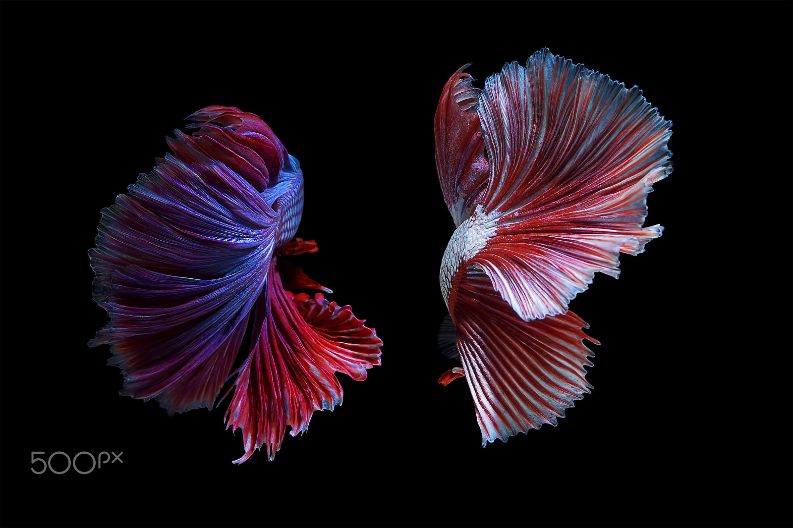 Sony SLT-A65 (SLT-A65V) + MACRO 50mm F2.8 sample photo. Betta fish photography